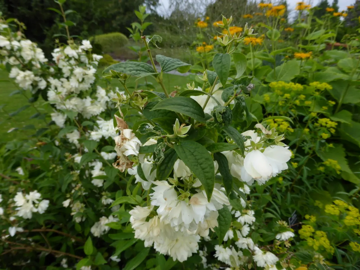 Snowbelle Mock Orange (Philadelphus 'Snowbelle') — growing to a manageable 3 to 4 feet in height and spread