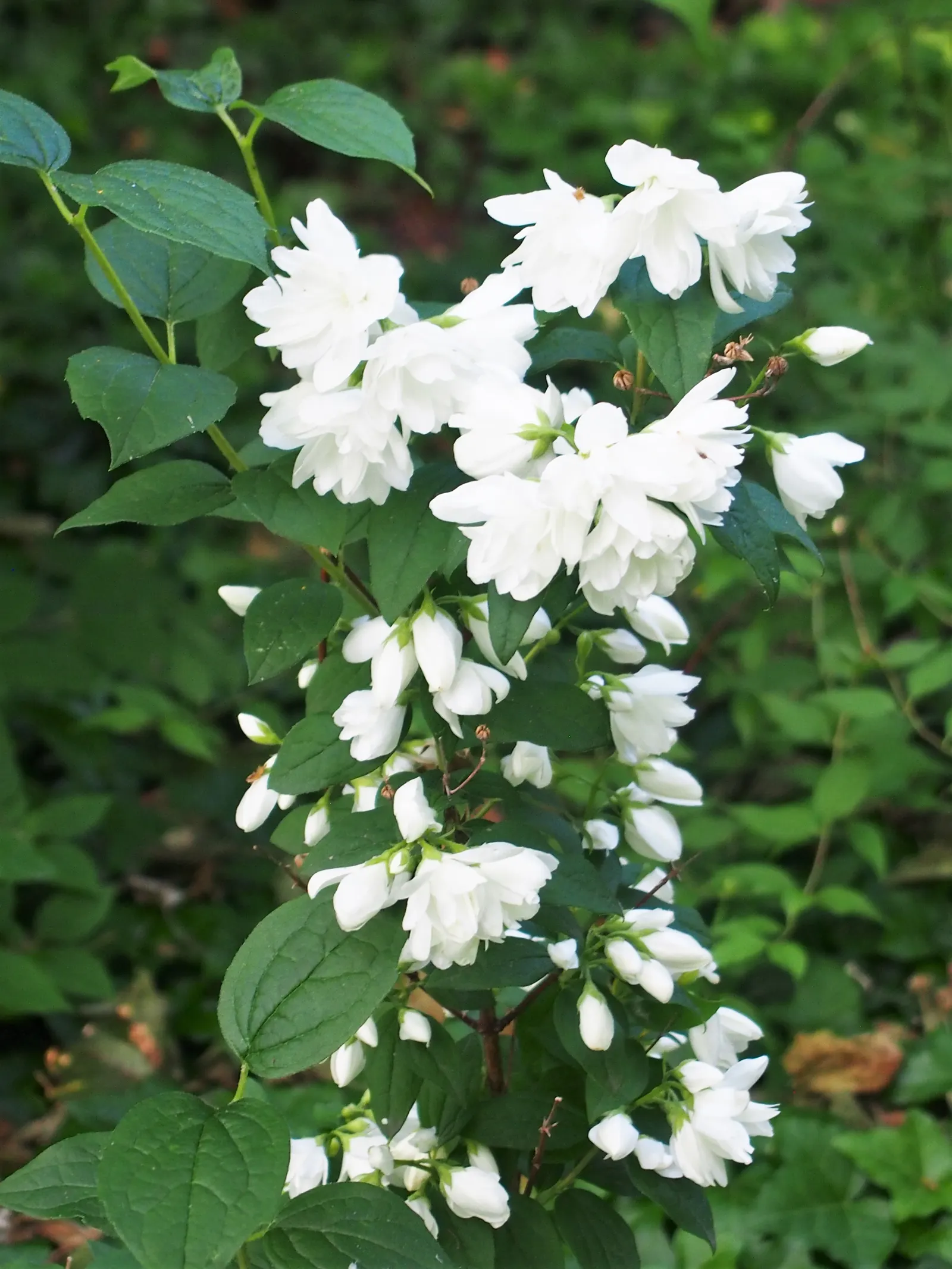 Snowbelle Mock Orange (Philadelphus 'Snowbelle') — Growing to a manageable height and spread of approximately 3 to 4 feet