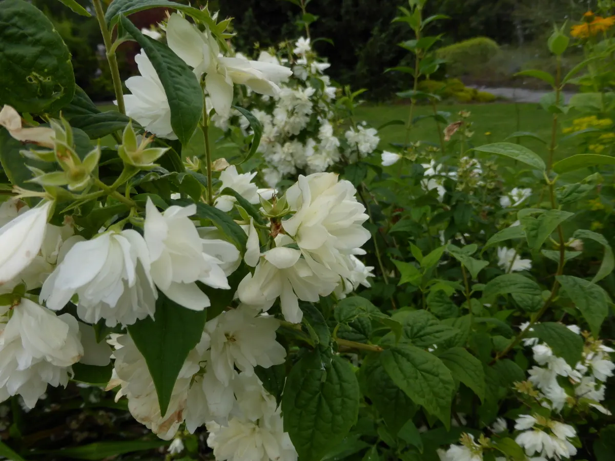 Snowbelle Mock Orange (Philadelphus 'Snowbelle') — Its main attraction is the profusion of fragrant, double white flowers blooming in late spring
