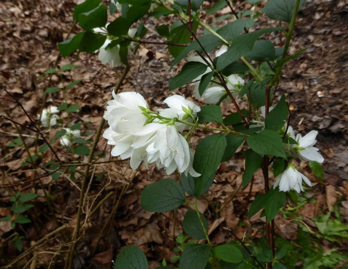 Snowbelle Mock Orange (Philadelphus 'Snowbelle') — The Philadelphus 'Snowbelle' is a compact