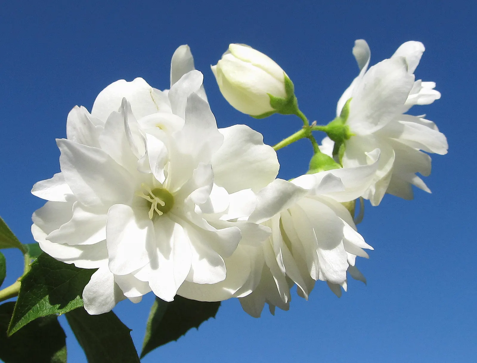 Snowbelle Mock Orange (Philadelphus 'Snowbelle') — 'Snowbelle' offers a dazzling floral display in late spring to early summer