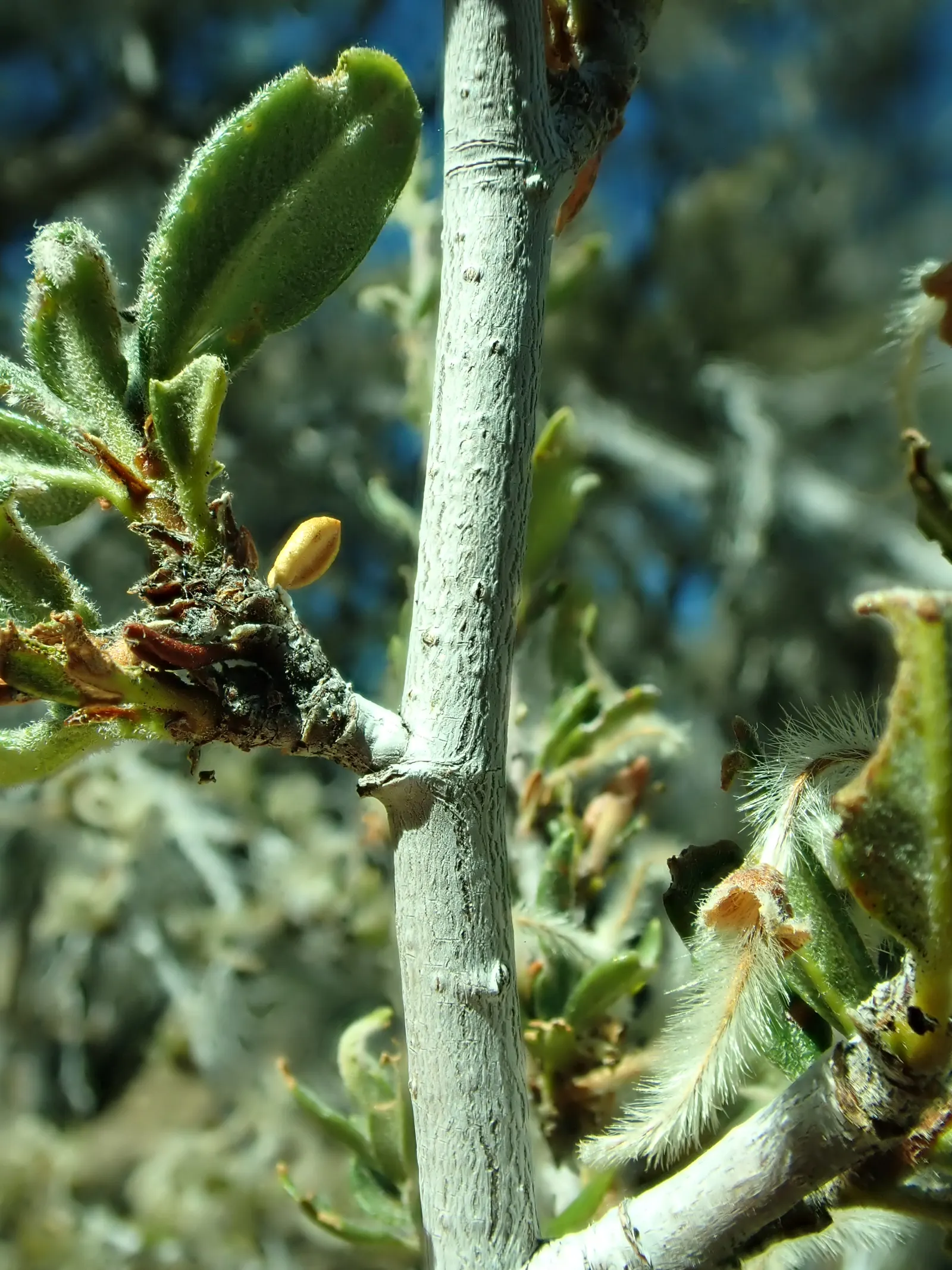 Curl-Leaf Mountain Mahogany (Cercocarpus Ledifolius) — This hardy species thrives in USDA hardiness zones 5 through 8; showcasing remarkable adaptability to a