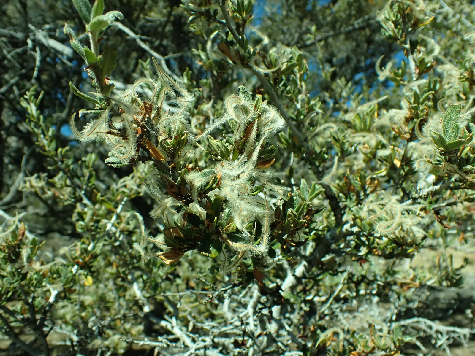 Curl-Leaf Mountain Mahogany (Cercocarpus Ledifolius) — leathery leaves that are dark green and notably rolled under; curl-Leaf Mountain Mahogany should be