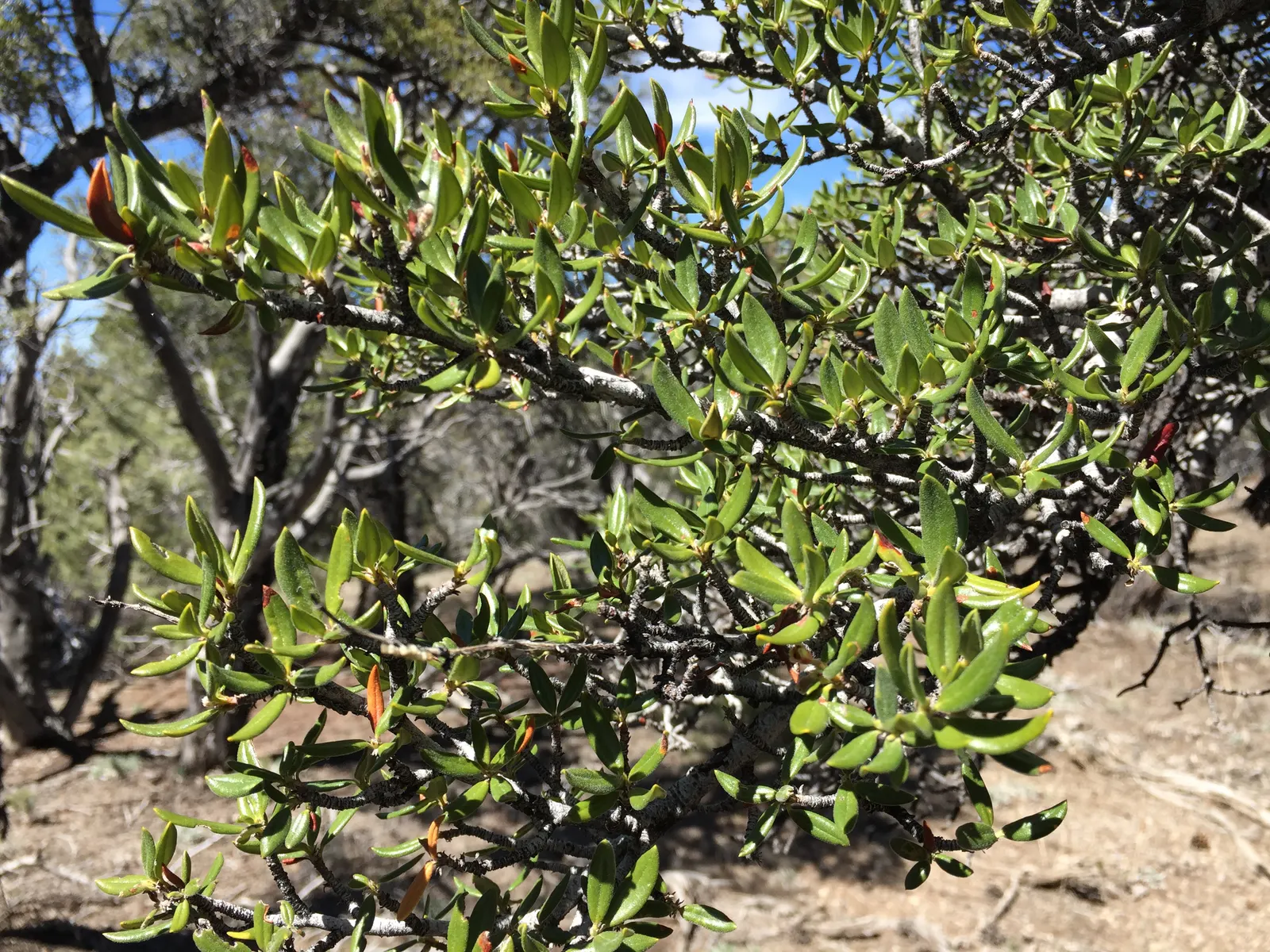 Curl-Leaf Mountain Mahogany (Cercocarpus Ledifolius) — consider using this species as a windbreak; shrub with white blooms