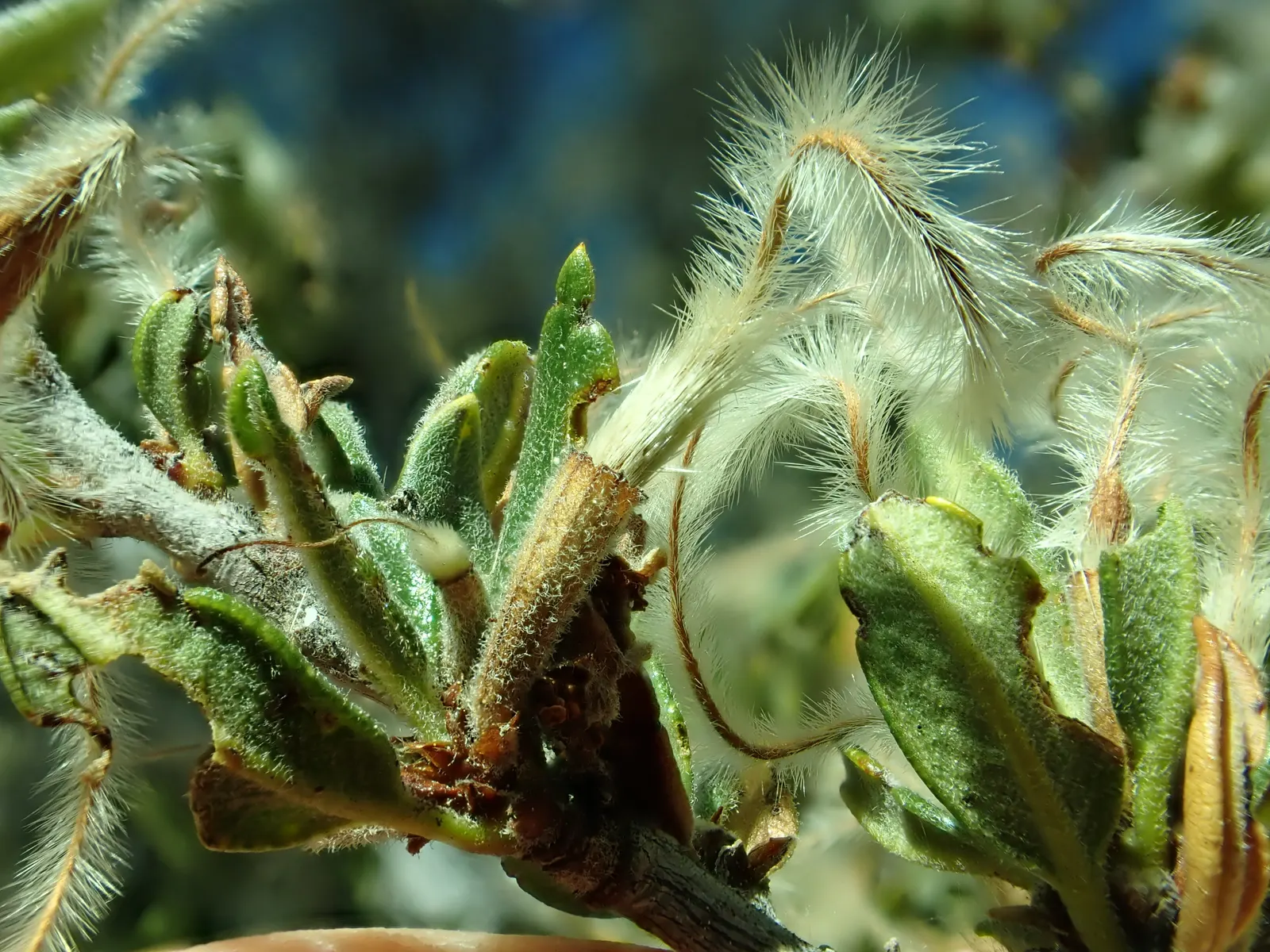 Curl-Leaf Mountain Mahogany (Cercocarpus Ledifolius) — or a natural backdrop for lower-growing perennials and grasses; commonly referred to as Curl-Leaf