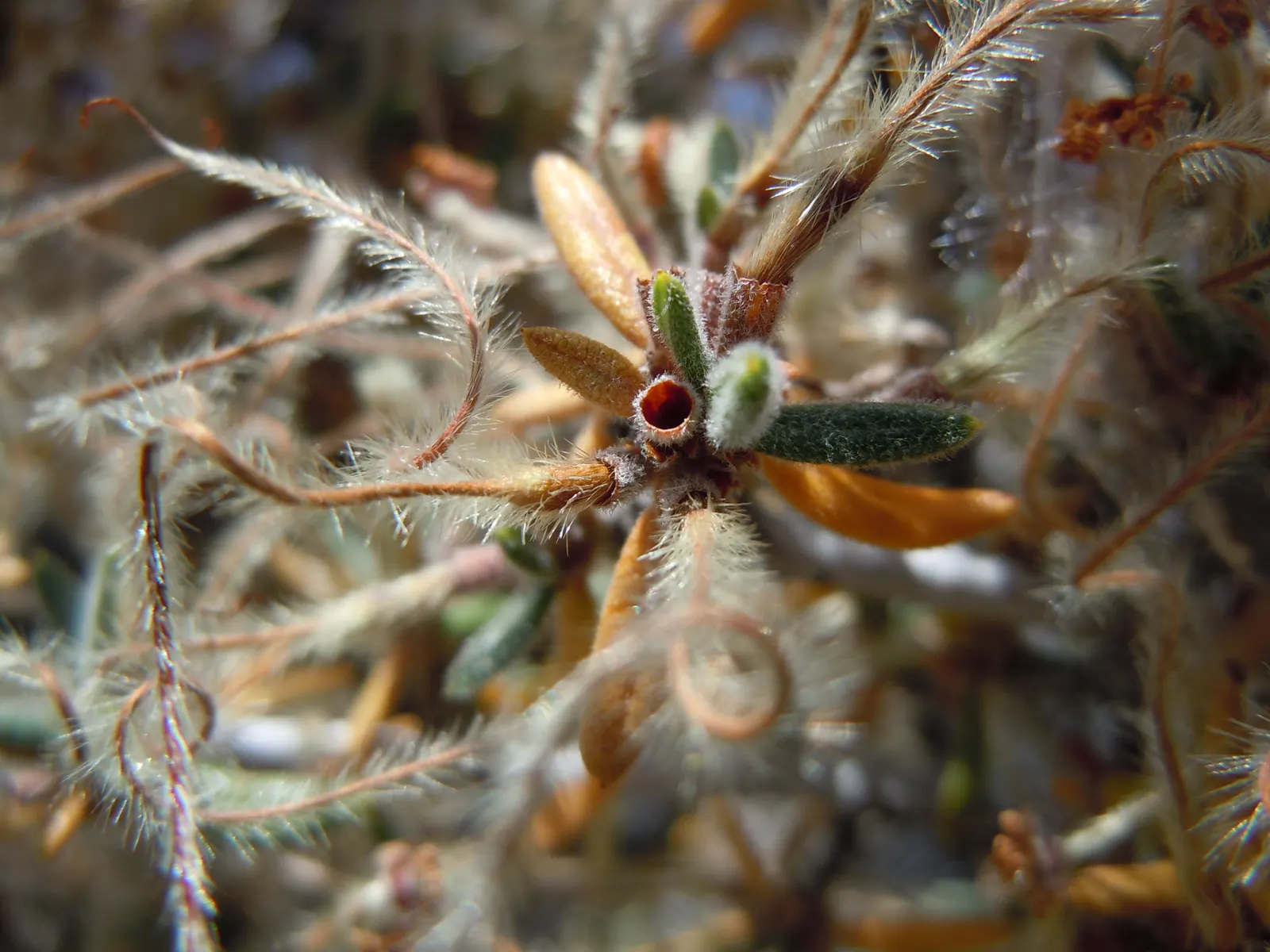 Curl-Leaf Mountain Mahogany (Cercocarpus Ledifolius) — is a sturdy evergreen shrub or small tree