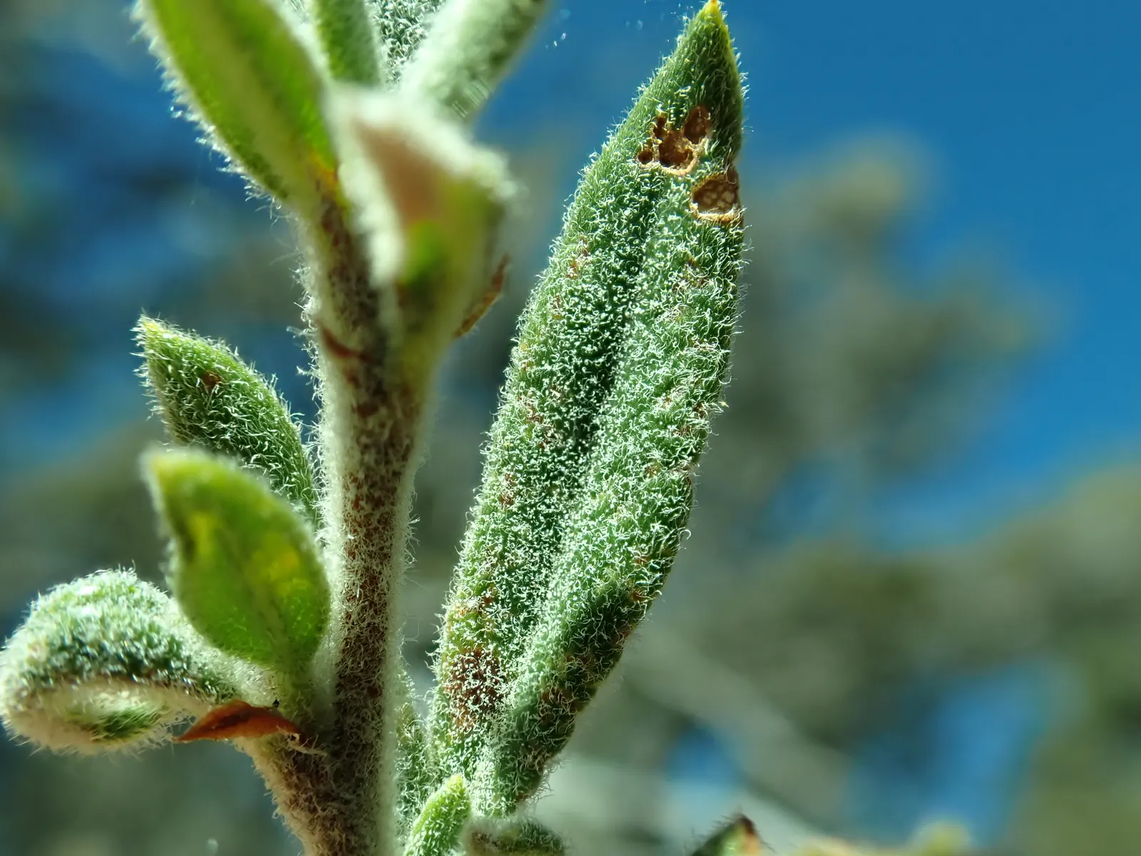 Curl-Leaf Mountain Mahogany (Cercocarpus Ledifolius) — is a resilient and versatile evergreen shrub native to the mountainous regions of the western United