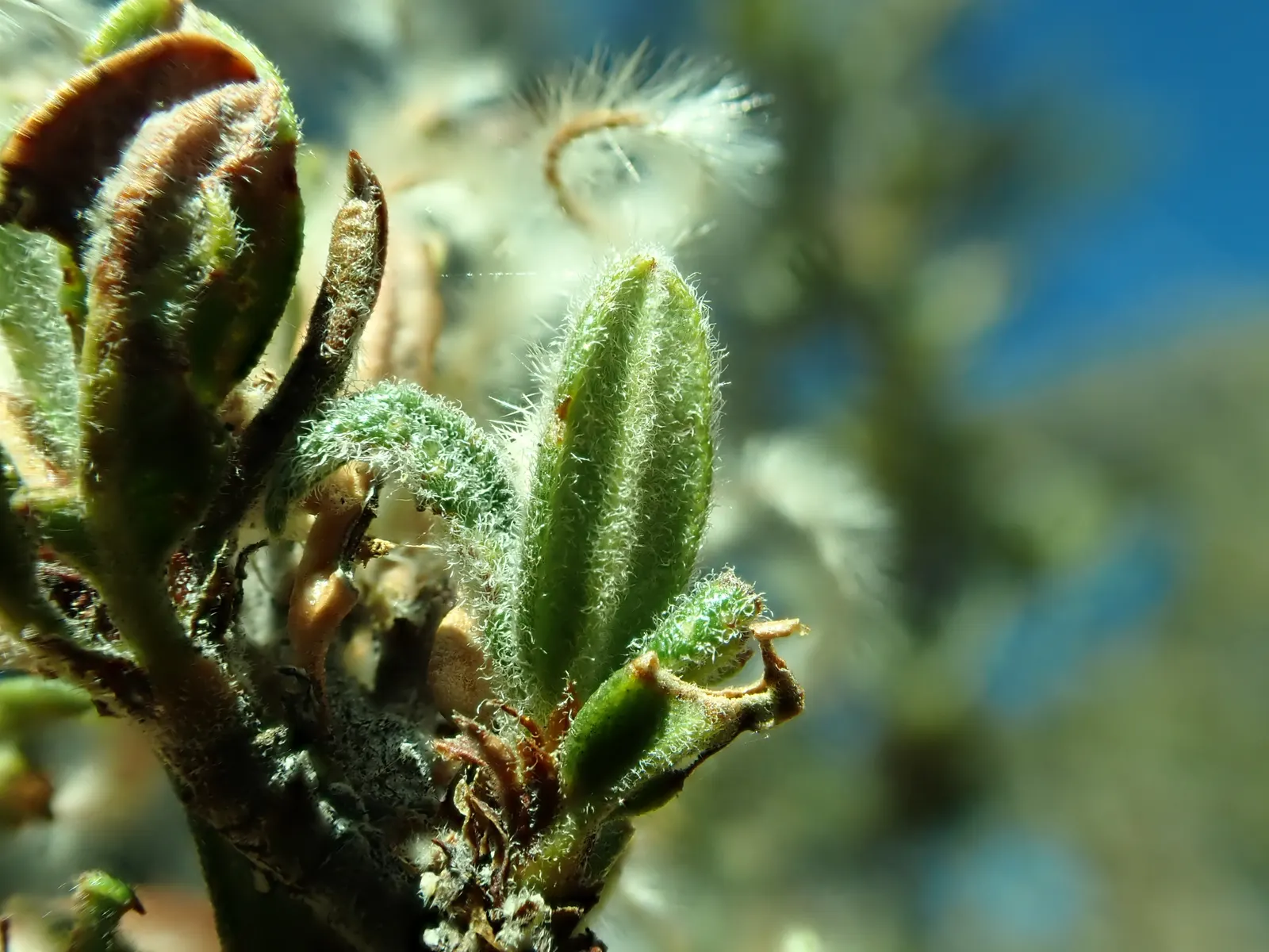 Curl-Leaf Mountain Mahogany (Cercocarpus Ledifolius) — Plant in well-drained soil with full sun to partial shade; it showcases leathery leaves and curling seed