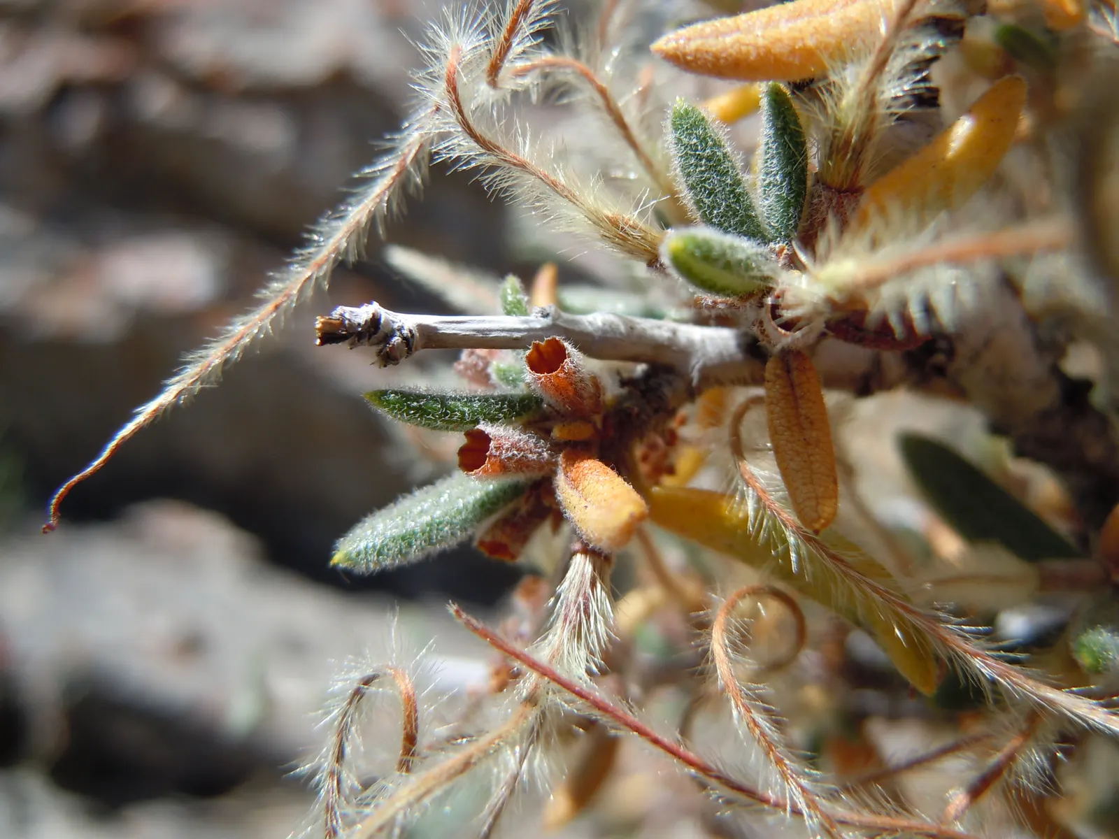 Curl-Leaf Mountain Mahogany (Cercocarpus Ledifolius) — shrub for full