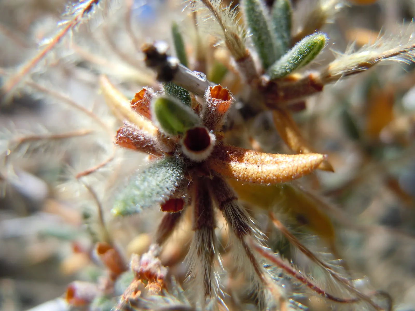 Curl-Leaf Mountain Mahogany (Cercocarpus Ledifolius) — Offering year-round interest with minimal maintenance requirements; this plant adds stately vertical