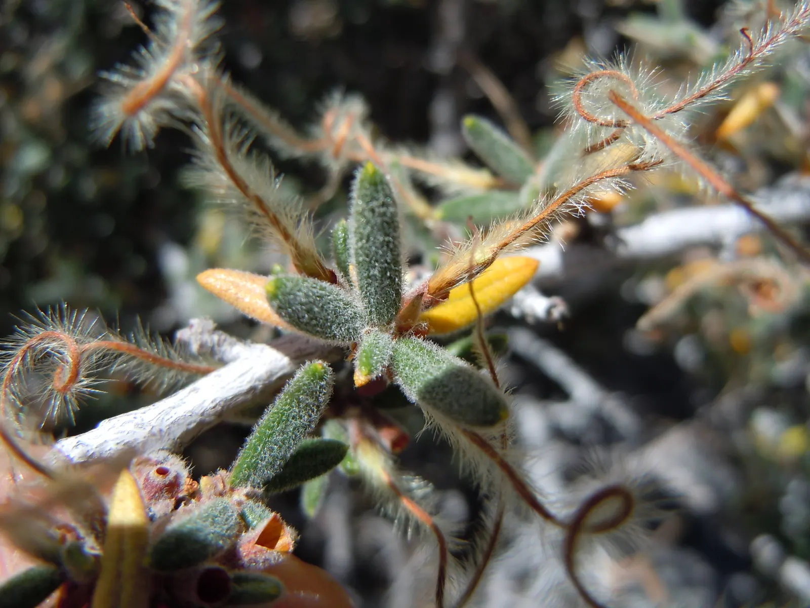 Curl-Leaf Mountain Mahogany (Cercocarpus Ledifolius) — inconspicuous but fragrant flowers blossom