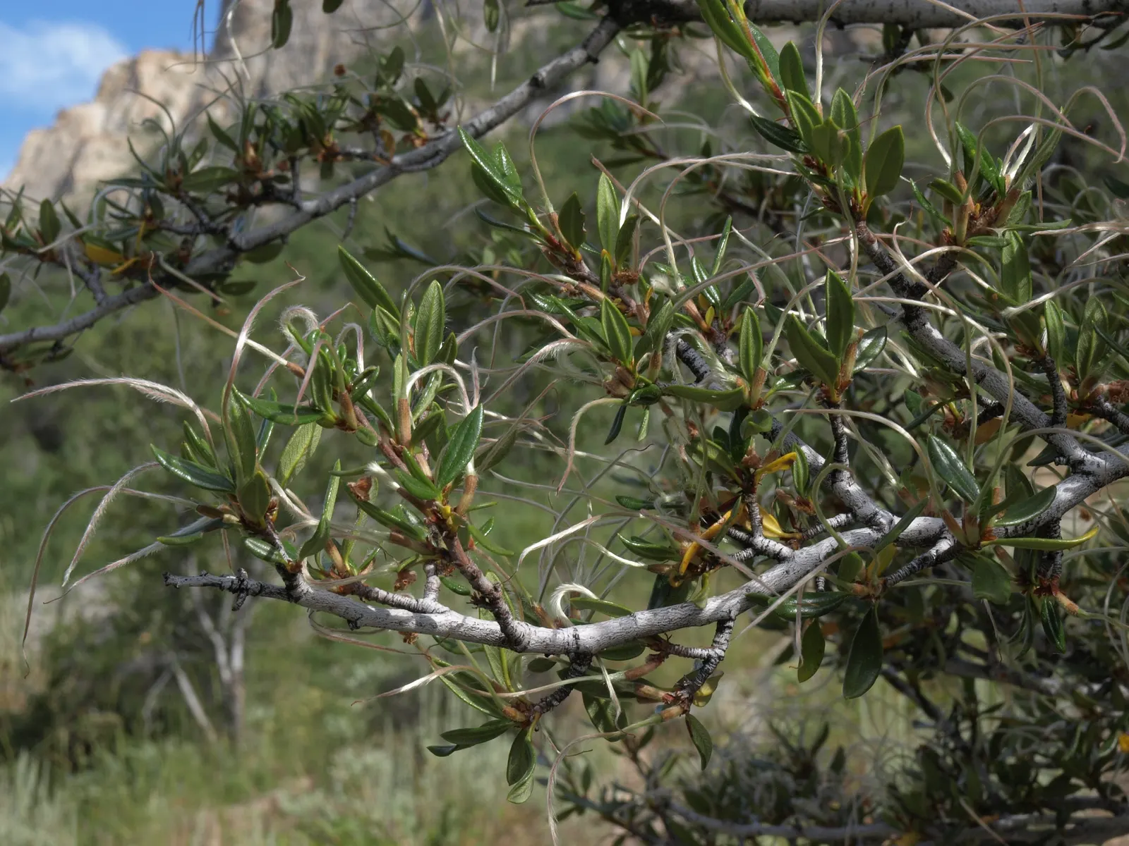 Curl-Leaf Mountain Mahogany (Cercocarpus Ledifolius) — Plant in well-drained soil with full sun to partial shade