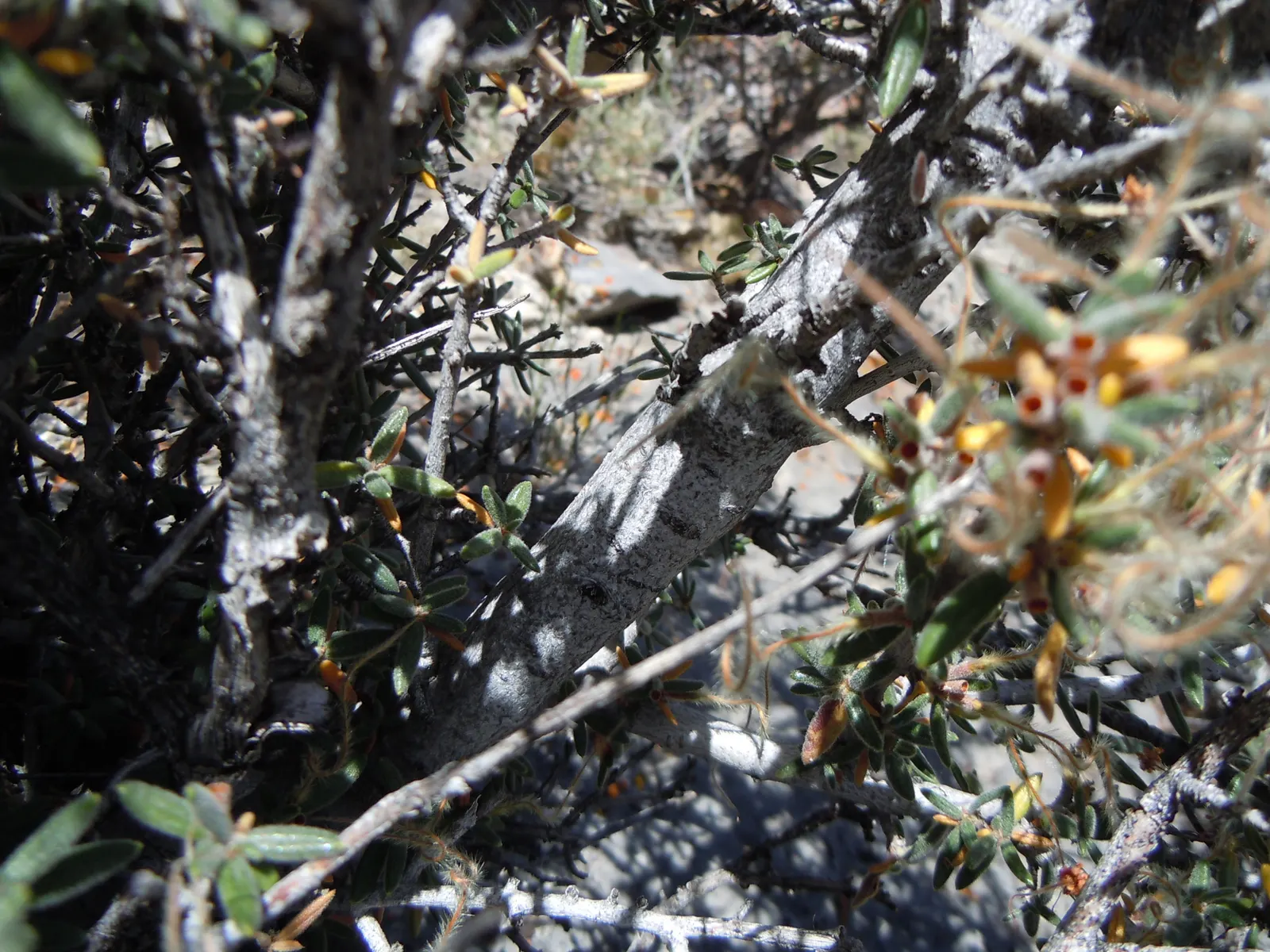 Curl-Leaf Mountain Mahogany (Cercocarpus Ledifolius) — Curl-Leaf Mountain Mahogany should be planted in full sun to partial shade; inconspicuous but fragrant