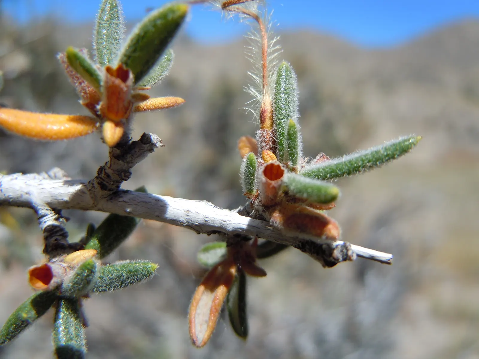 Curl-Leaf Mountain Mahogany (Cercocarpus Ledifolius) — shrub with white blooms