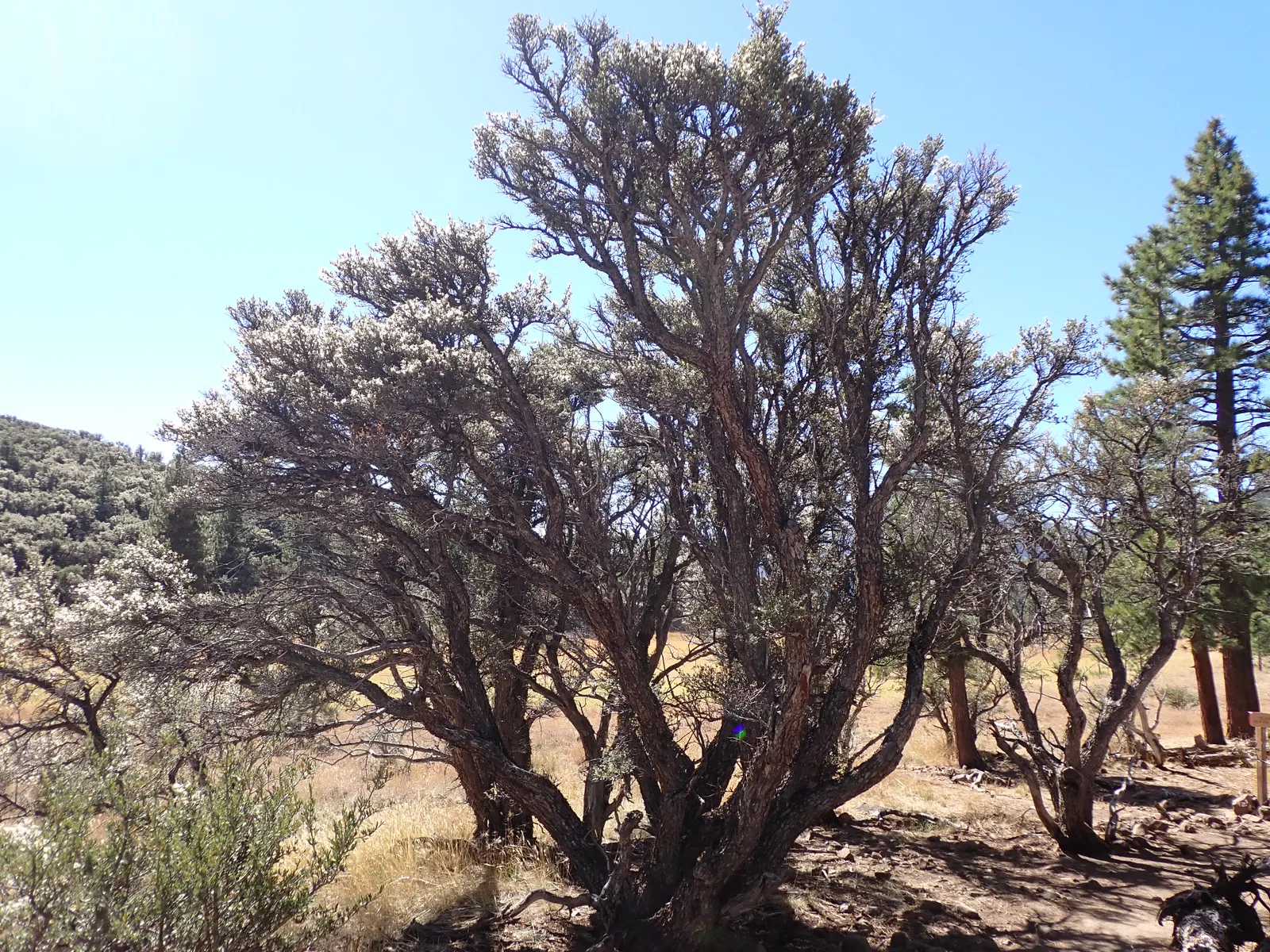 Curl-Leaf Mountain Mahogany (Cercocarpus Ledifolius) — is a sturdy evergreen shrub or small tree; plant in well-drained soil with full sun to partial shade