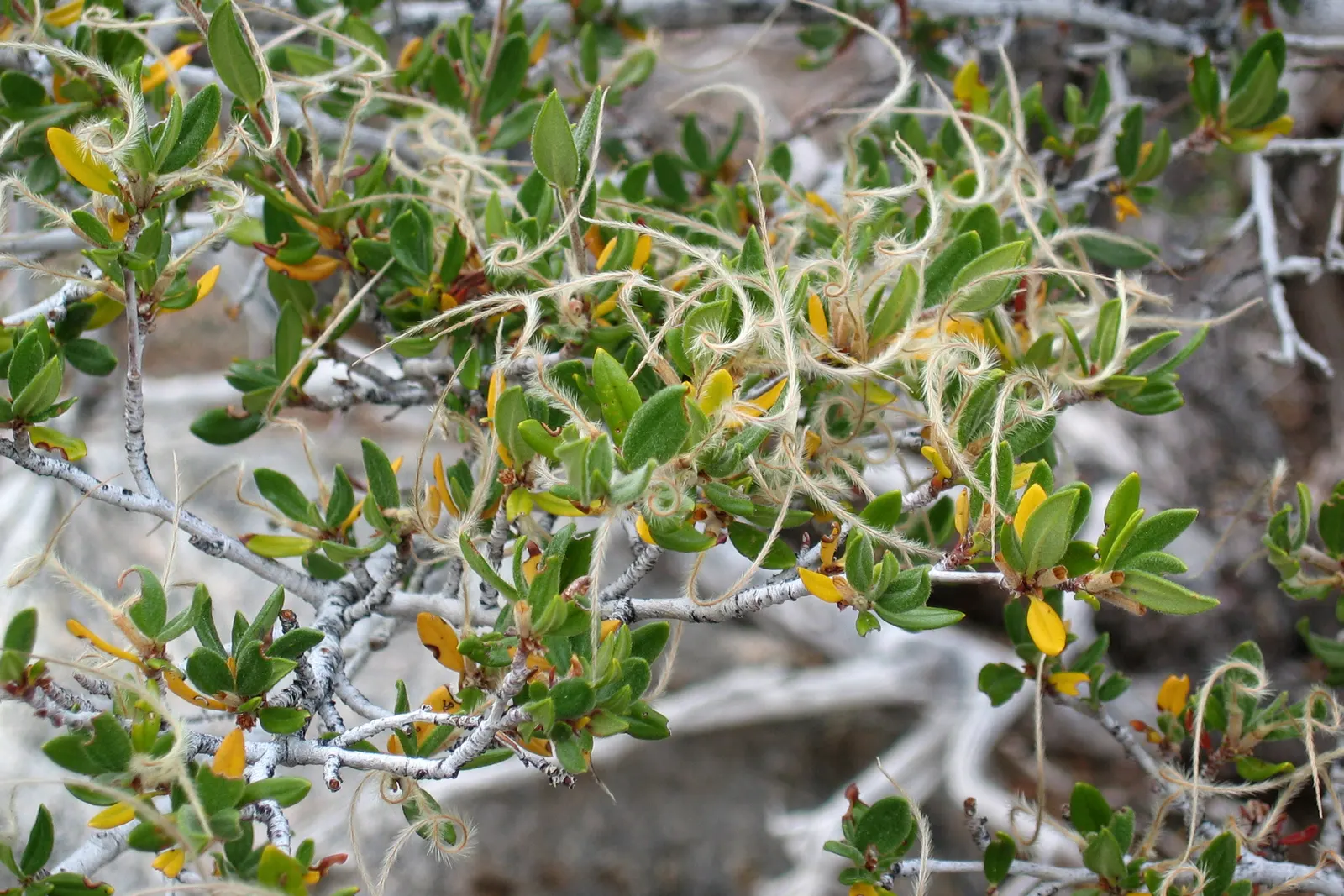 Curl-Leaf Mountain Mahogany (Cercocarpus Ledifolius) — it's an ideal choice for creating sustainable and visually appealing gardens