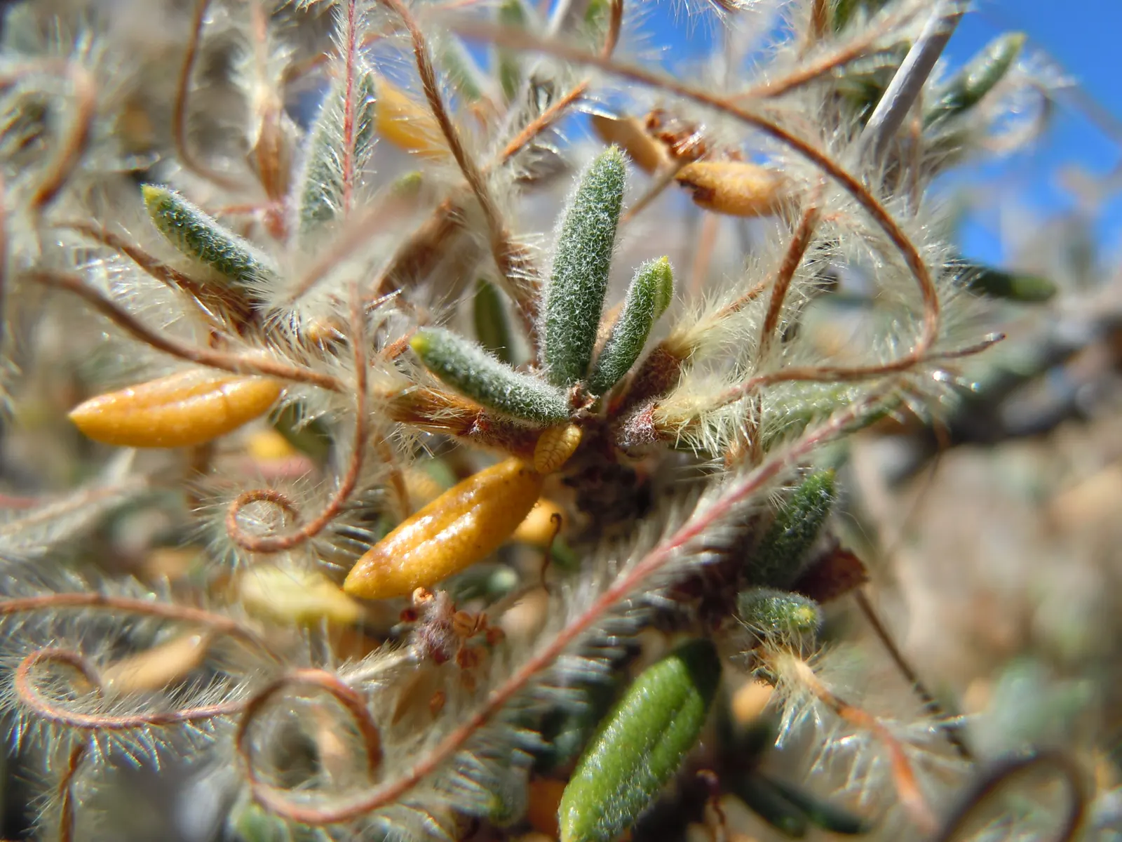 Curl-Leaf Mountain Mahogany (Cercocarpus Ledifolius) — is a resilient and versatile evergreen shrub native to the mountainous regions of the, image 29