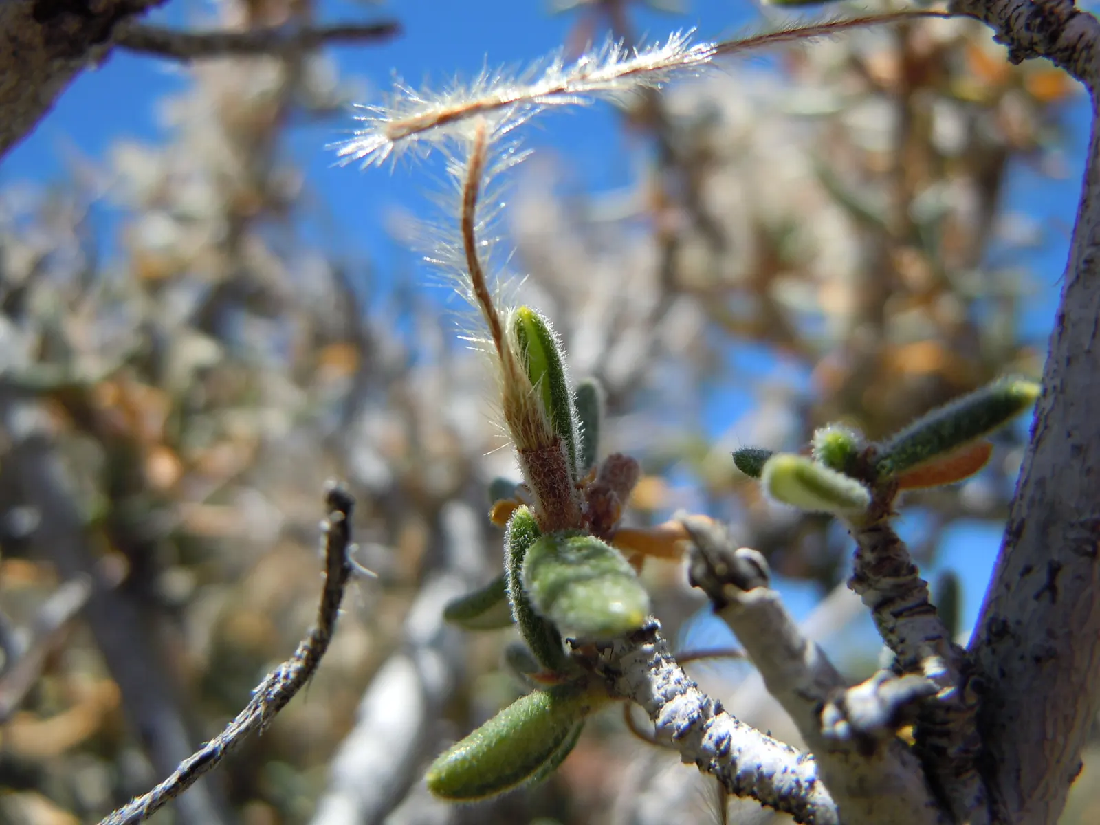 Curl-Leaf Mountain Mahogany (Cercocarpus Ledifolius) — requiring minimal irrigation once established