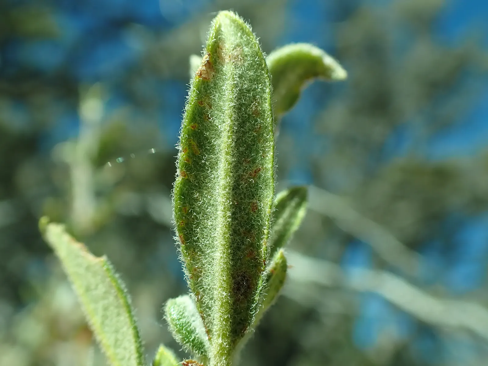 Curl-Leaf Mountain Mahogany (Cercocarpus Ledifolius) — inconspicuous but fragrant flowers blossom; is a resilient and versatile evergreen shrub native to the