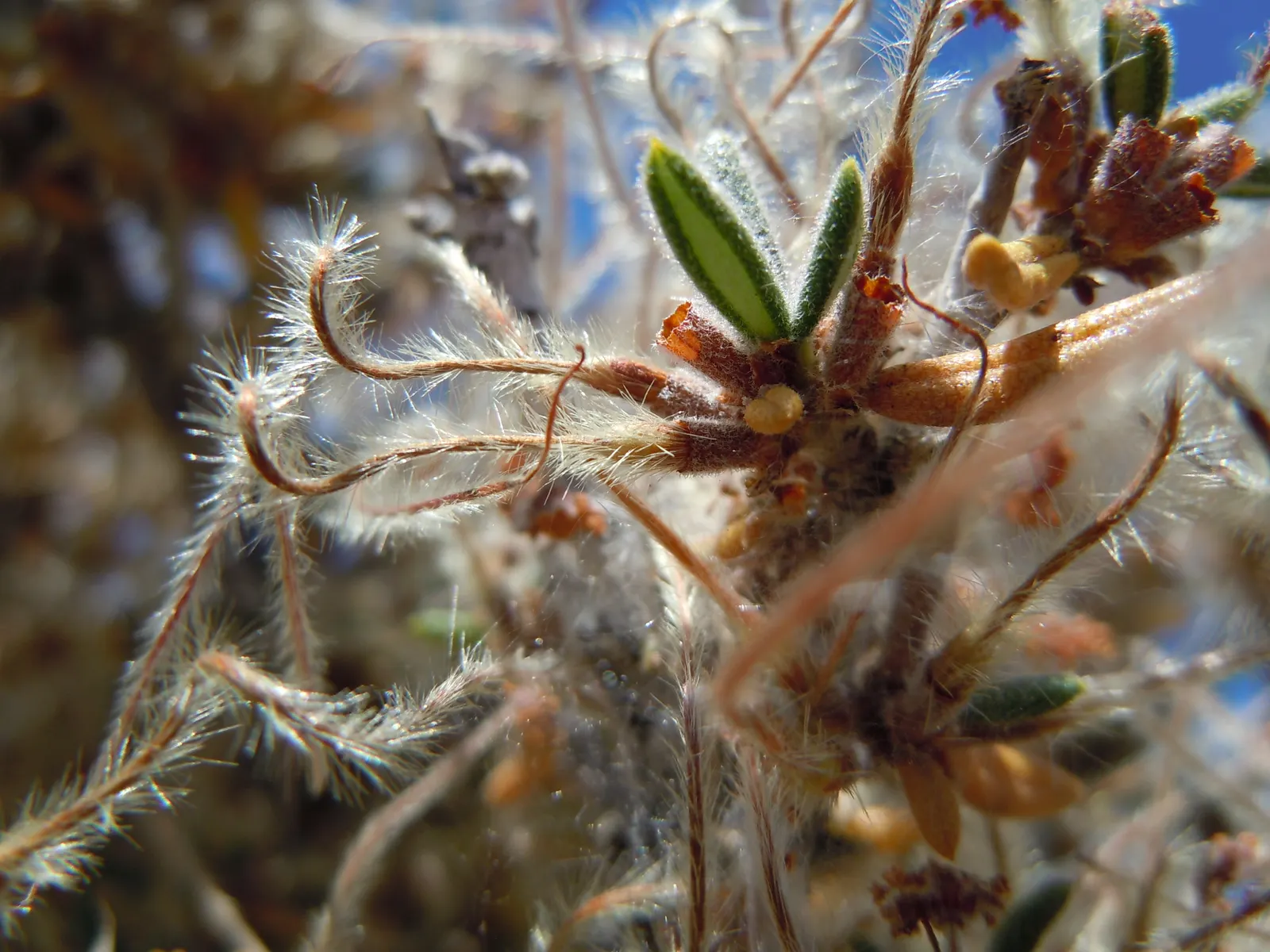 Curl-Leaf Mountain Mahogany (Cercocarpus Ledifolius) — leathery leaves that are dark green and notably rolled under