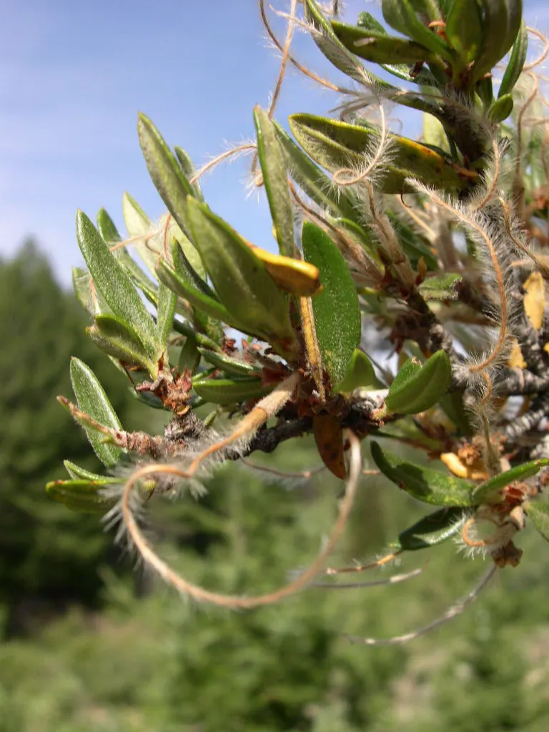 Curl-Leaf Mountain Mahogany (Cercocarpus Ledifolius) — or a natural backdrop for lower-growing perennials and grasses