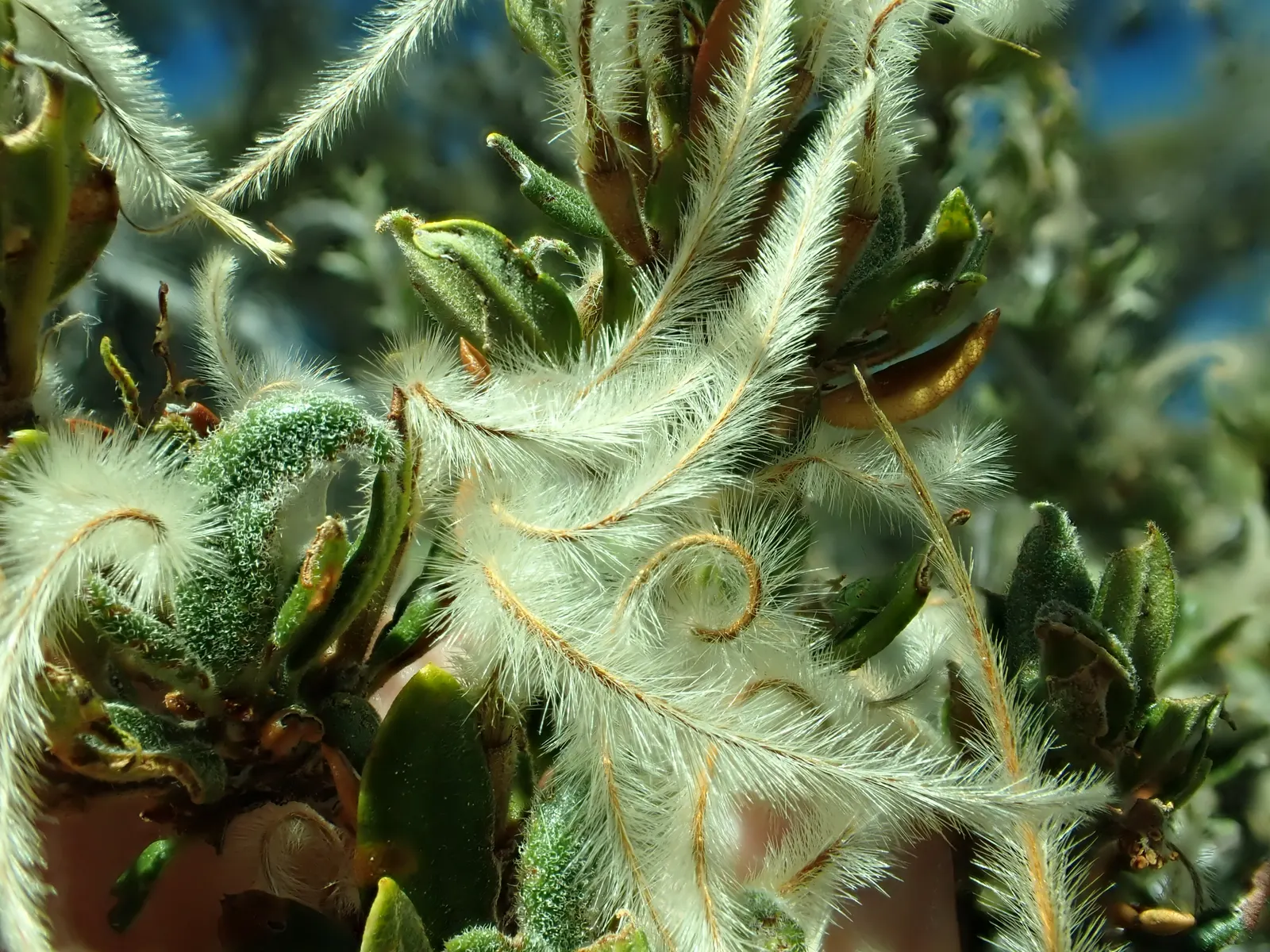 Curl-Leaf Mountain Mahogany (Cercocarpus Ledifolius) — showcasing remarkable adaptability to a range of environmental conditions.<br><br>Adapted to, image 31