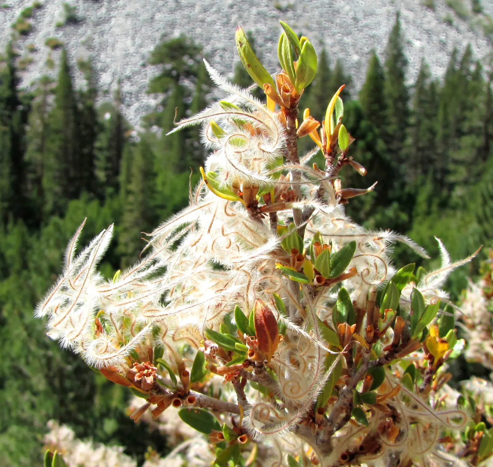 Curl-Leaf Mountain Mahogany (Cercocarpus Ledifolius) — consider using this species as a windbreak