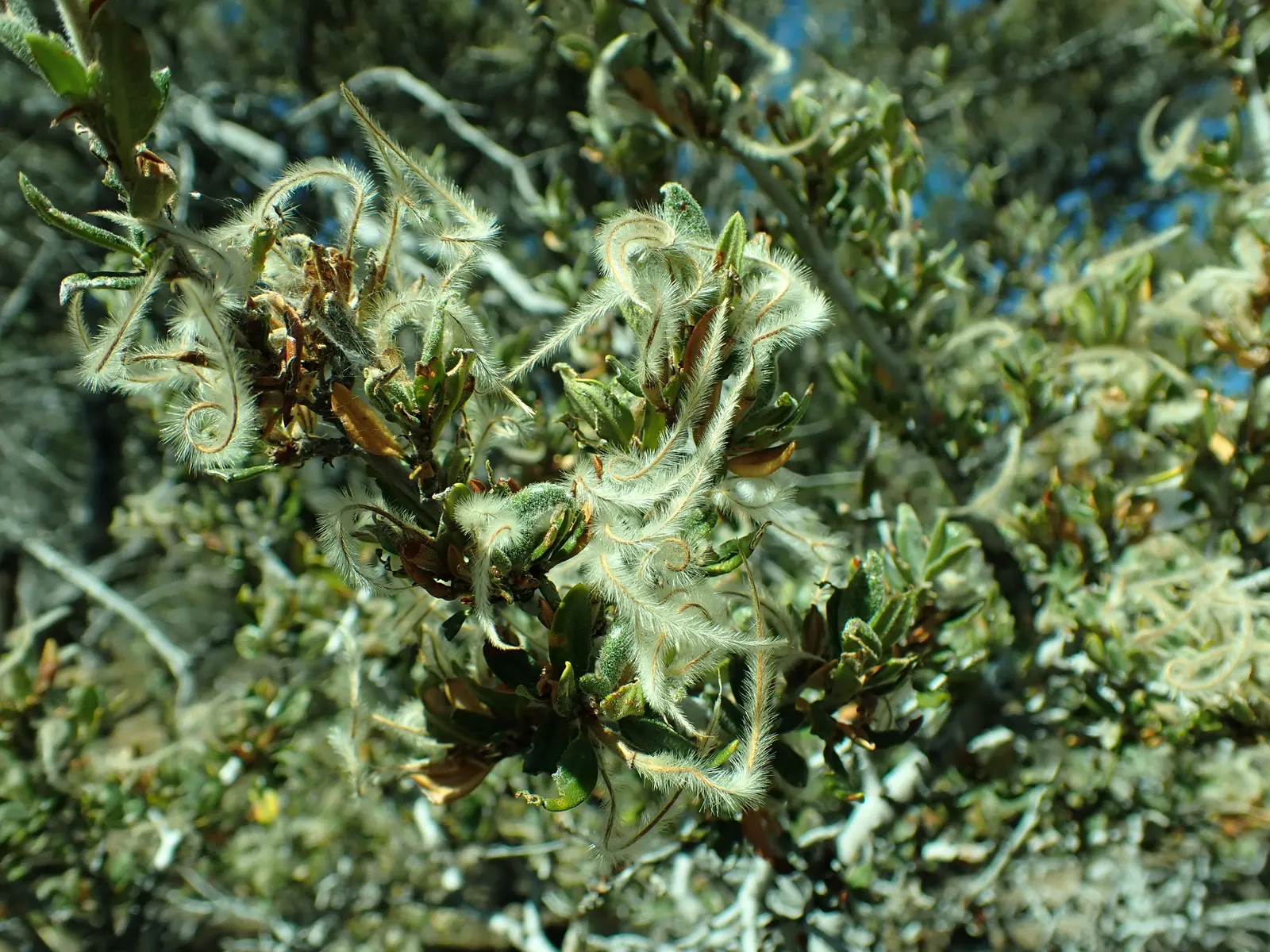 Curl-Leaf Mountain Mahogany (Cercocarpus Ledifolius) — it's an ideal choice for creating sustainable and visually appealing gardens; white flowers in the garden