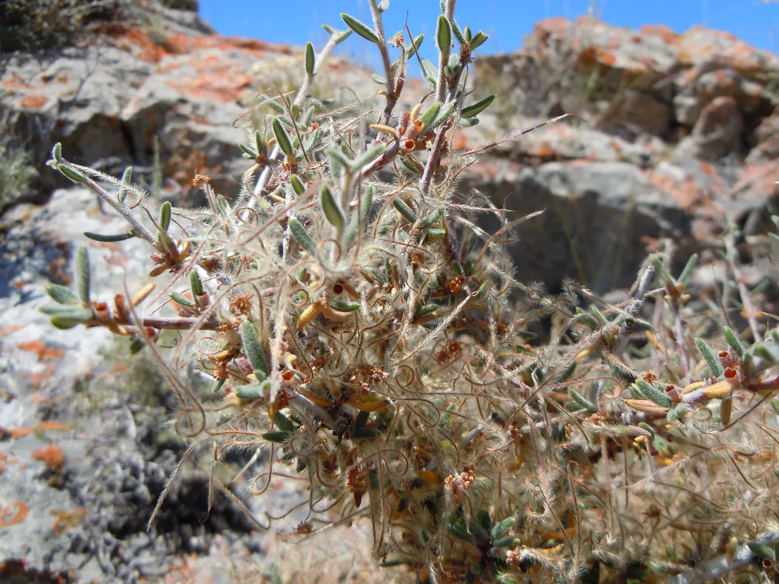 Curl-Leaf Mountain Mahogany (Cercocarpus Ledifolius) — this plant adds stately vertical interest to garden settings; shrub for full