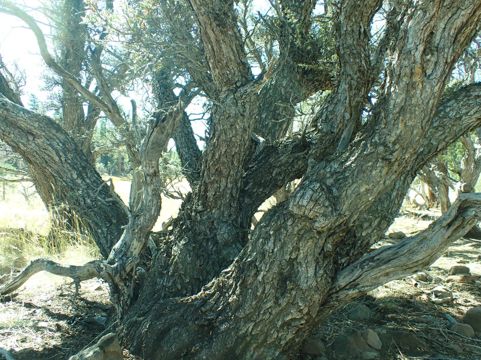 Curl-Leaf Mountain Mahogany (Cercocarpus Ledifolius) — It showcases leathery leaves and curling seed plumes, adding texture to landscapes