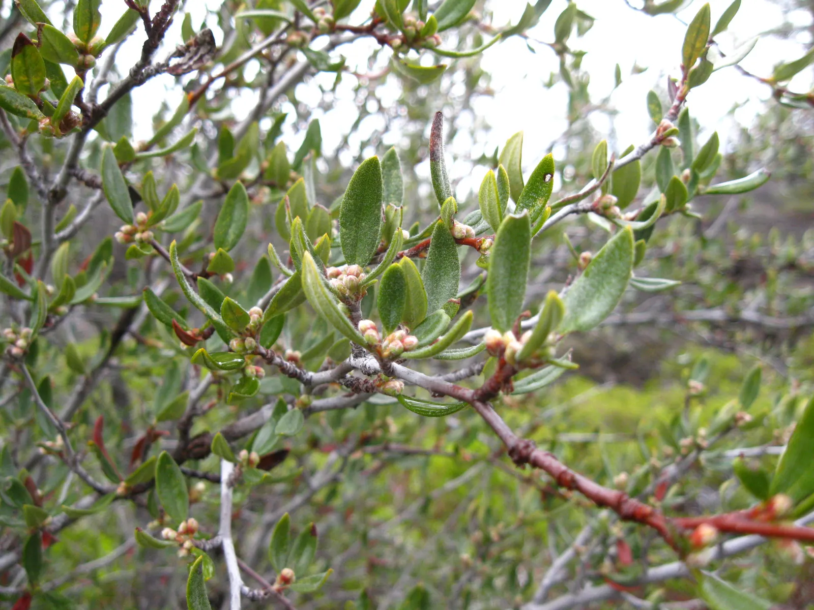 Curl-Leaf Mountain Mahogany (Cercocarpus Ledifolius) — showcasing remarkable adaptability to a range of environmental conditions.<br><br>Adapted to arid