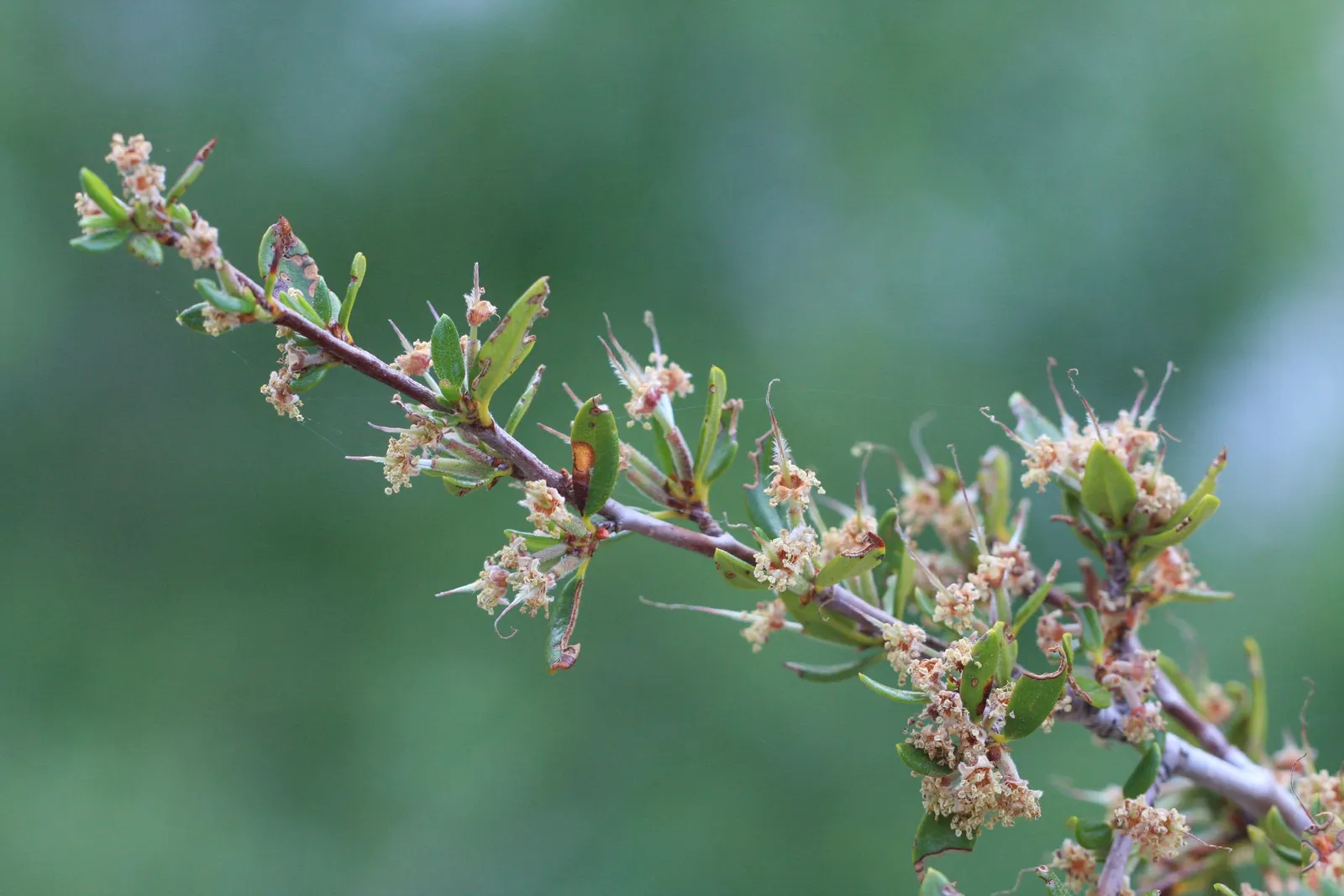 Curl-Leaf Mountain Mahogany (Cercocarpus Ledifolius) — white flowers in the garden