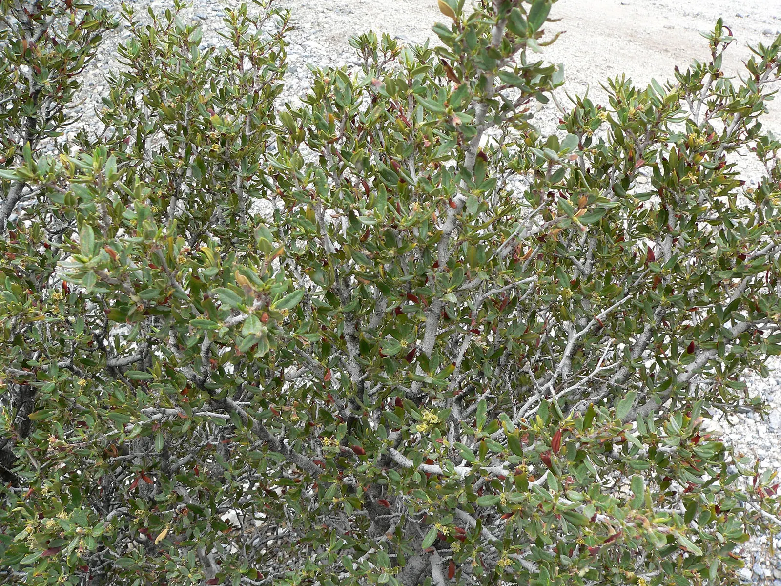Curl-Leaf Mountain Mahogany (Cercocarpus Ledifolius) — Hardy, it's an excellent windbreak or naturalistic specimen in arid-region designs; curl-Leaf Mountain