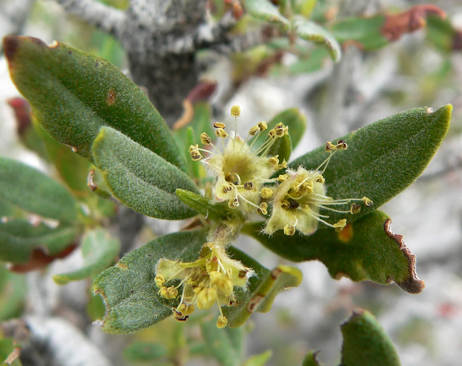 Curl-Leaf Mountain Mahogany (Cercocarpus Ledifolius) — Ideal for xeriscaping, it thrives in USDA zones 4-8 with minimal water; requiring minimal irrigation