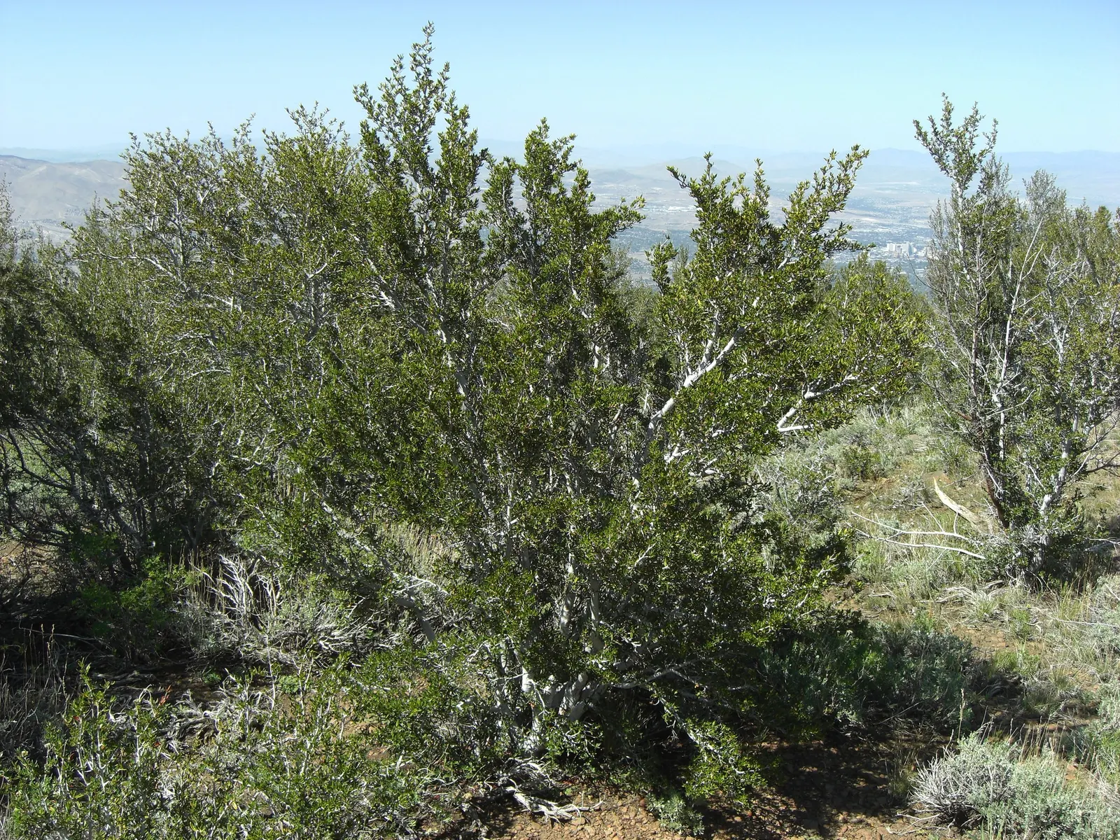 Curl-Leaf Mountain Mahogany (Cercocarpus Ledifolius) — Offering year-round interest with minimal maintenance requirements