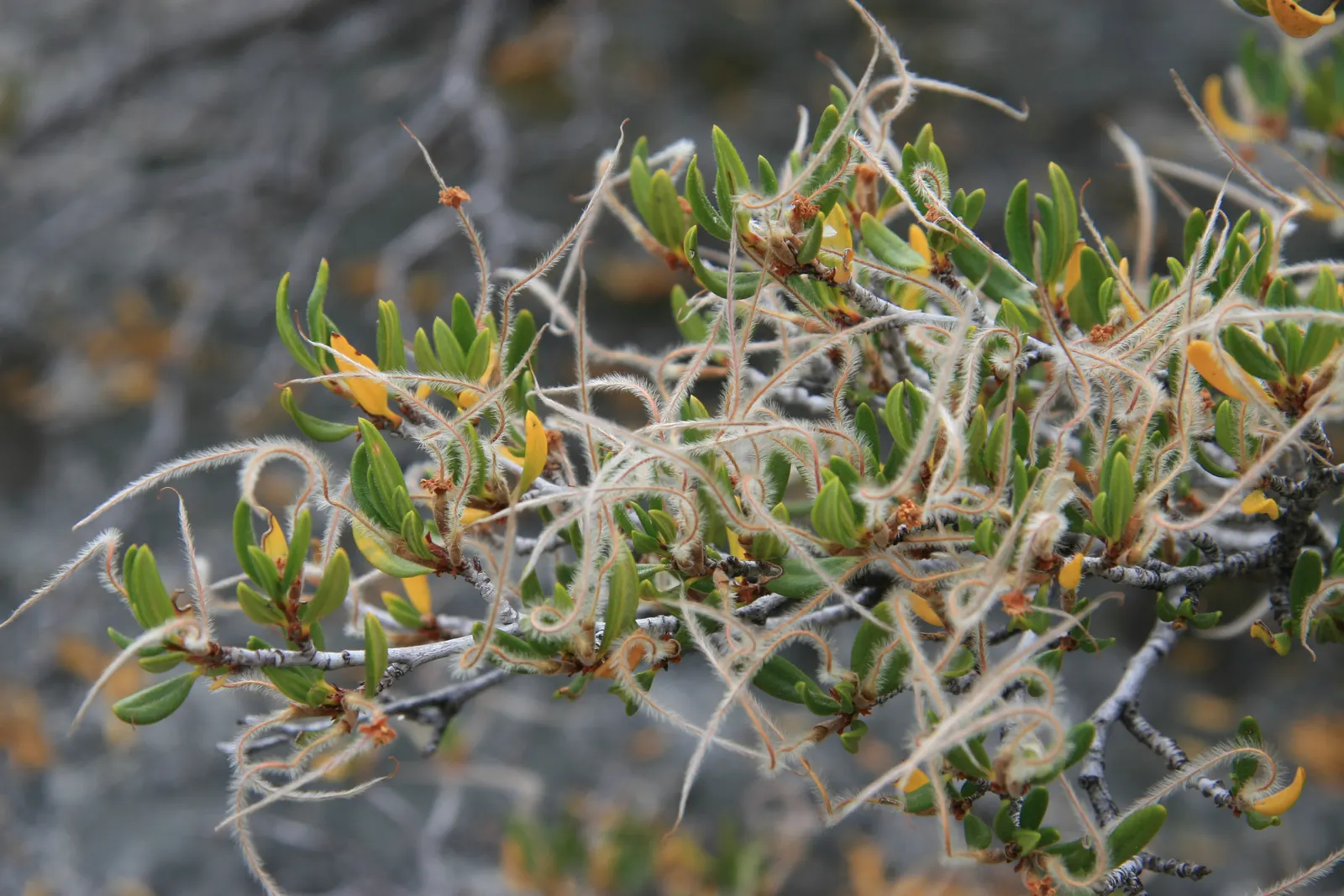 Curl-Leaf Mountain Mahogany (Cercocarpus Ledifolius) — Ideal for xeriscaping, it thrives in USDA zones 4-8 with minimal water