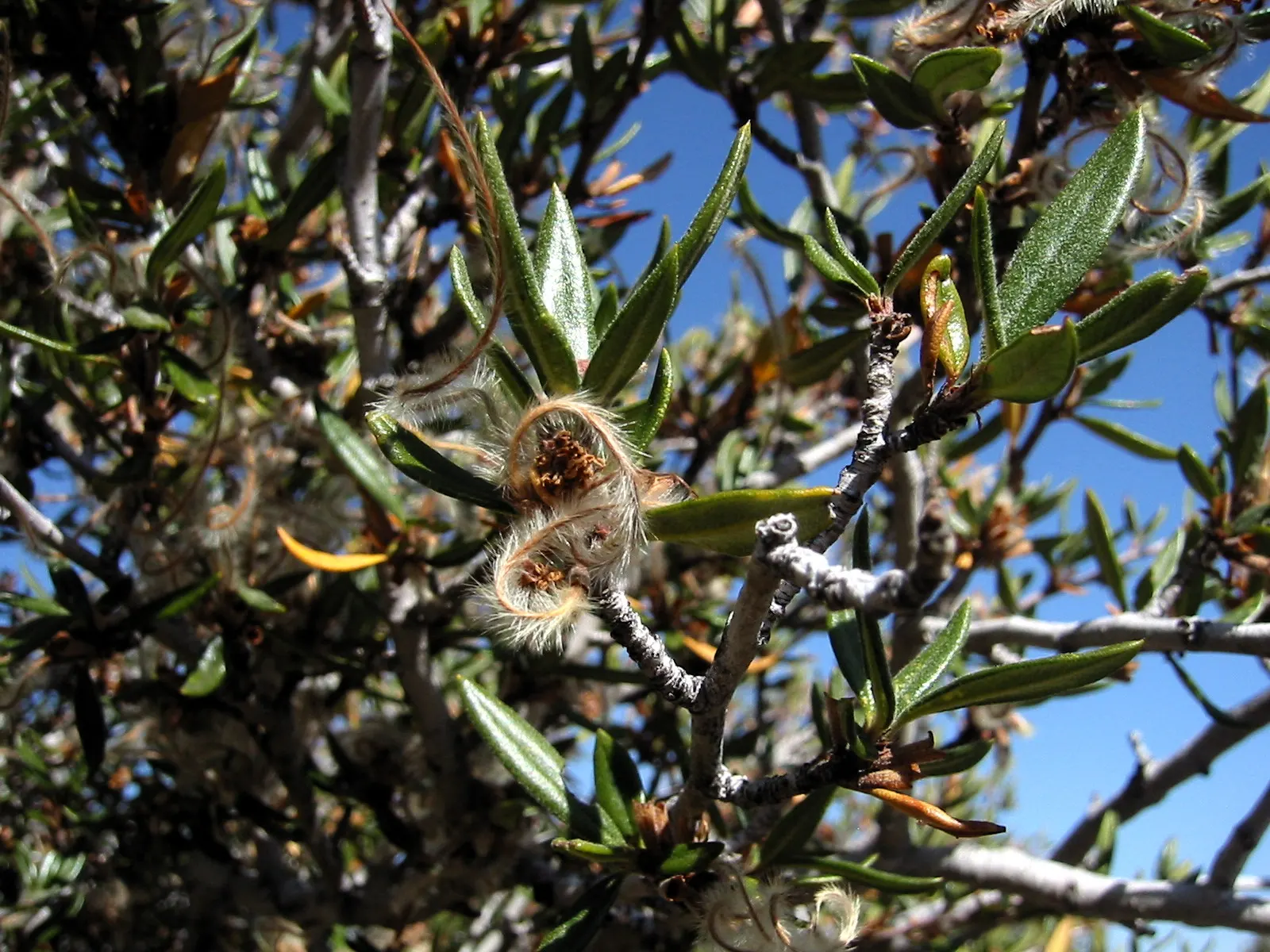 Curl-Leaf Mountain Mahogany (Cercocarpus Ledifolius) — Curl-Leaf Mountain Mahogany is an excellent choice for water-wise landscaping; is a sturdy evergreen