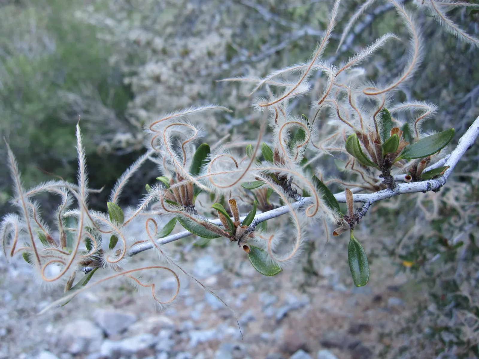 Curl-Leaf Mountain Mahogany (Cercocarpus Ledifolius) — It showcases leathery leaves and curling seed plumes, adding texture to landscapes; offering year-round