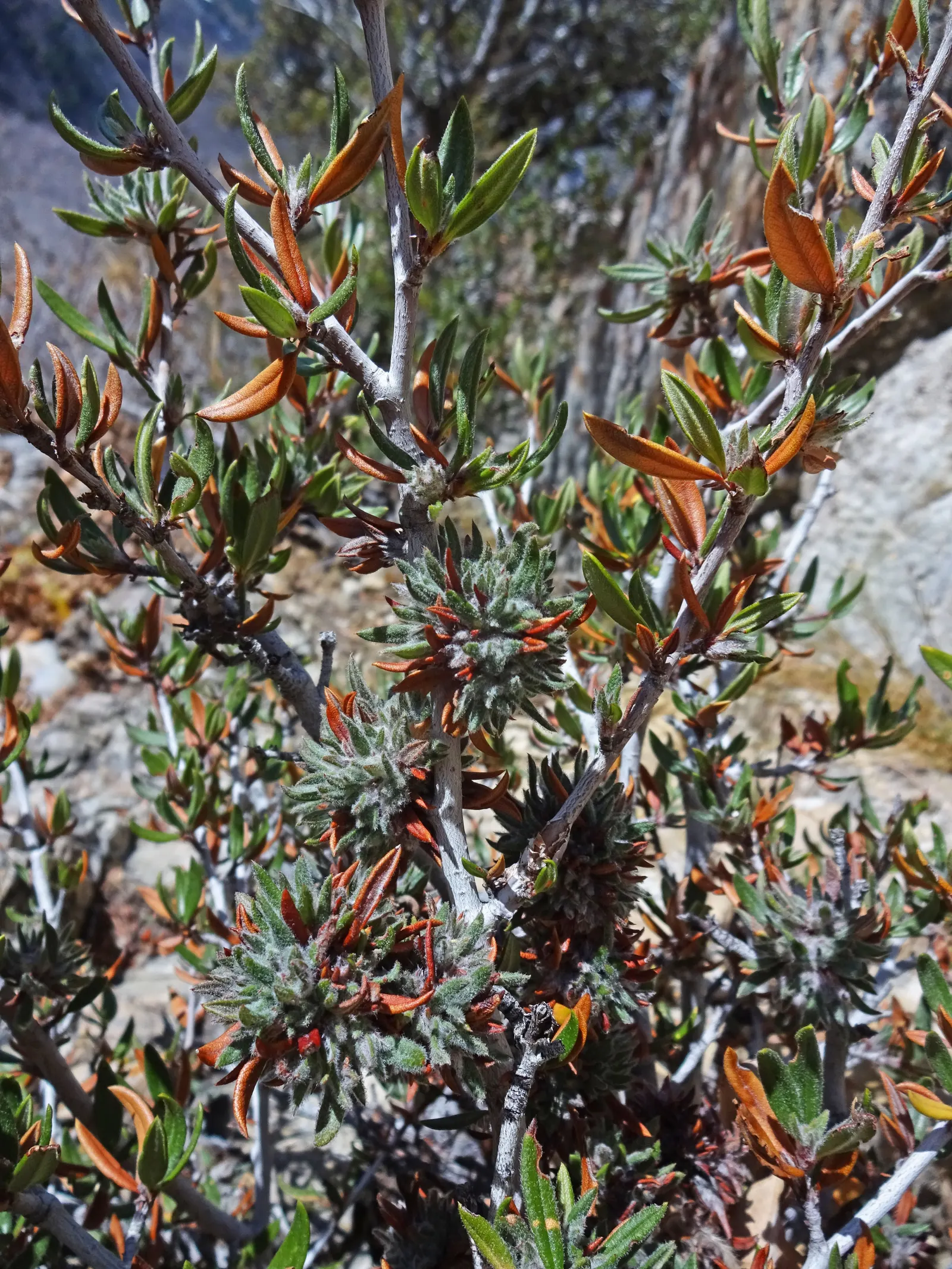 Curl-Leaf Mountain Mahogany (Cercocarpus Ledifolius) — commonly referred to as Curl-Leaf Mountain Mahogany
