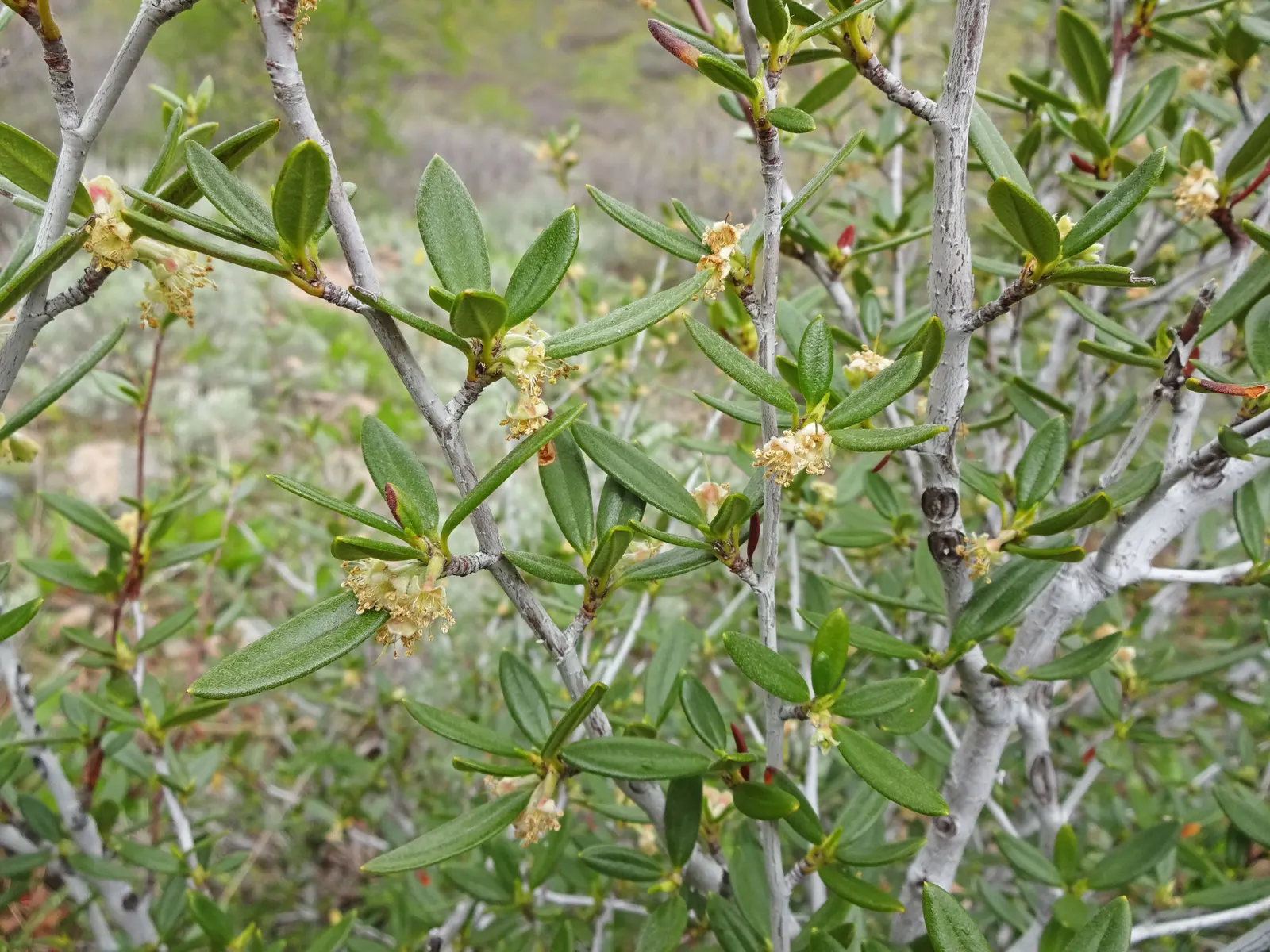 Curl-Leaf Mountain Mahogany (Cercocarpus Ledifolius) — Curl-Leaf Mountain Mahogany should be planted in full sun to partial shade