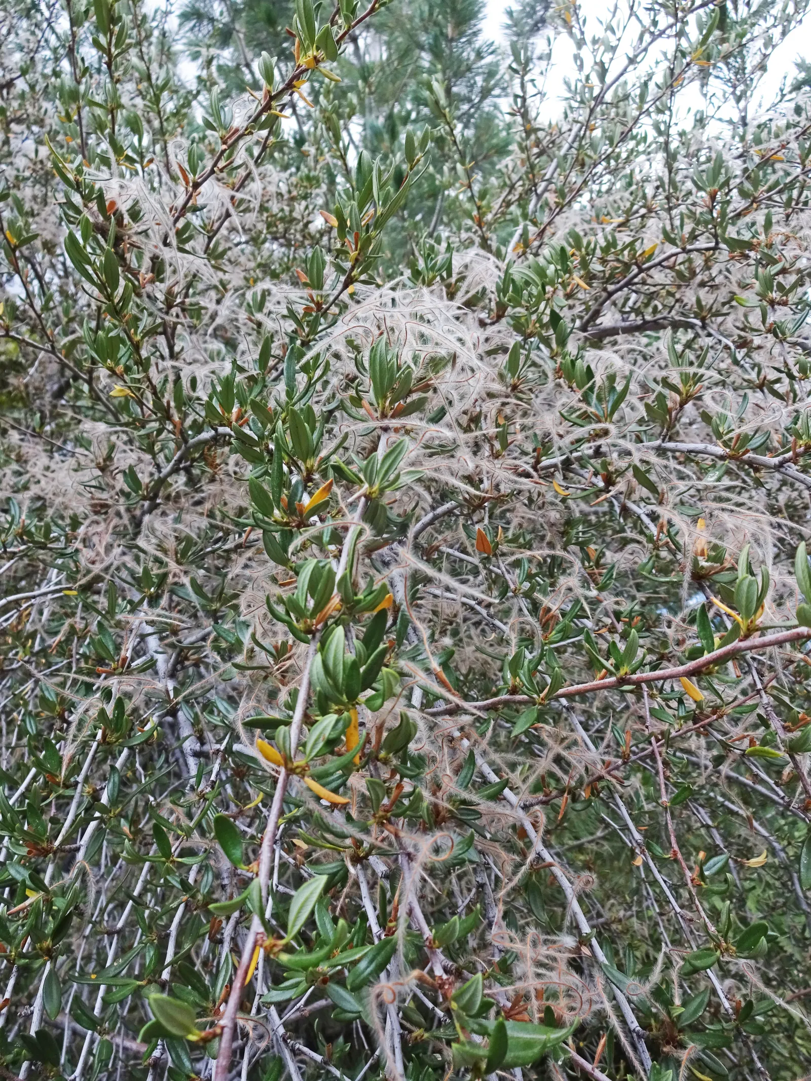 Curl-Leaf Mountain Mahogany (Cercocarpus Ledifolius) — This hardy species thrives in USDA hardiness zones 5 through 8