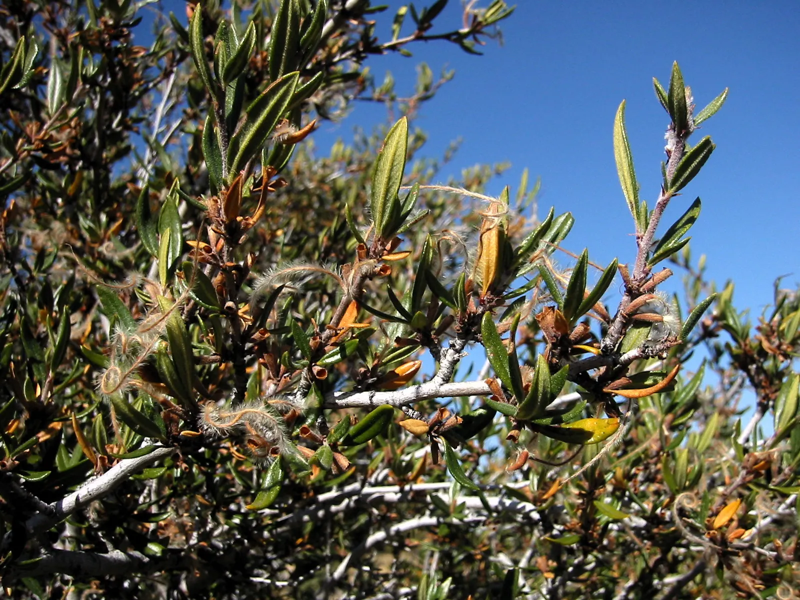 Curl-Leaf Mountain Mahogany (Cercocarpus Ledifolius) — Curl-Leaf Mountain Mahogany is an excellent choice for water-wise landscaping