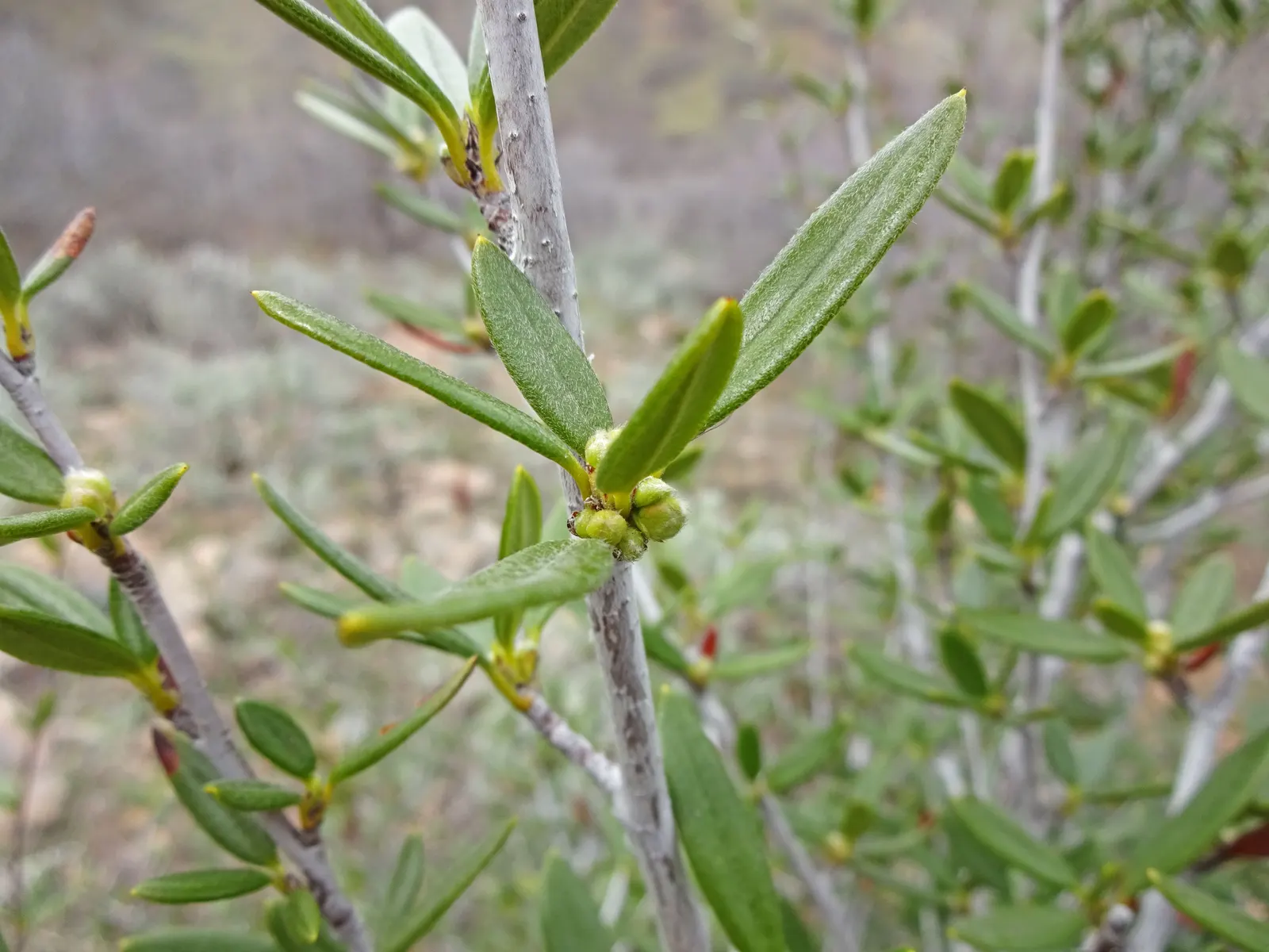 Curl-Leaf Mountain Mahogany (Cercocarpus Ledifolius) — this plant adds stately vertical interest to garden settings