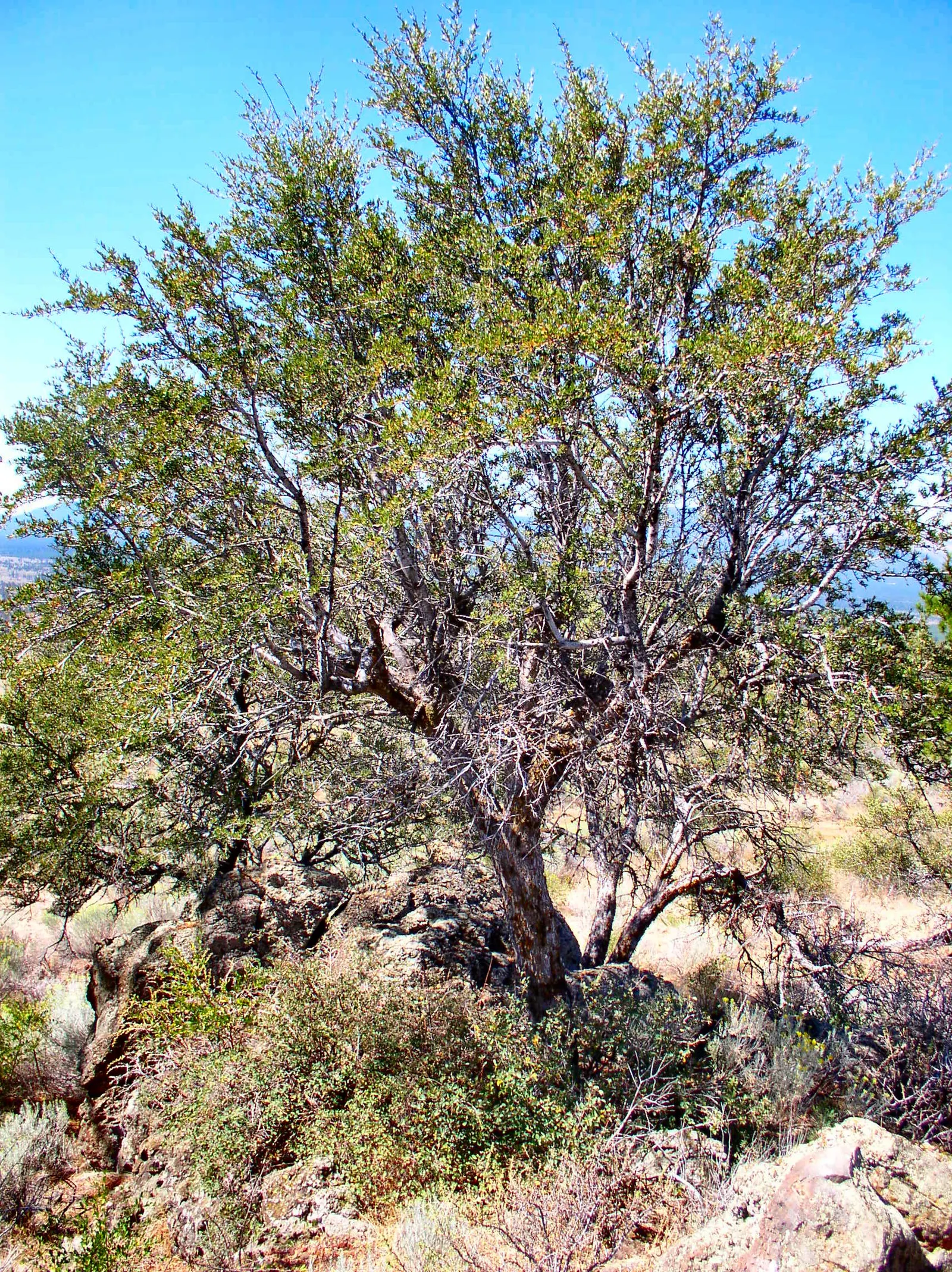 Curl-Leaf Mountain Mahogany (Cercocarpus Ledifolius) — requiring minimal irrigation once established; this hardy species thrives in USDA hardiness zones 5