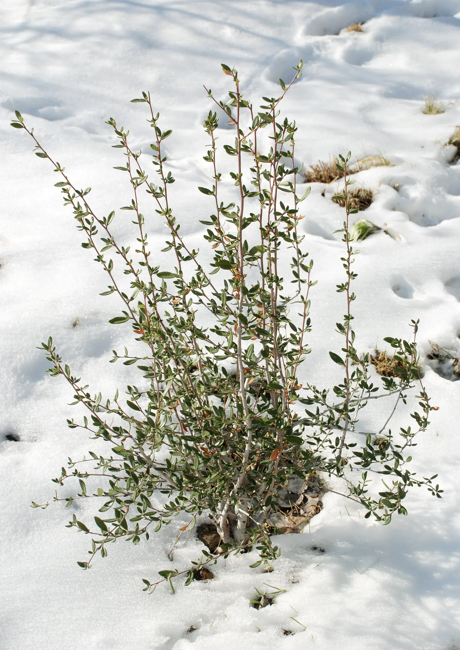 Curl-Leaf Mountain Mahogany (Cercocarpus Ledifolius) — commonly referred to as Curl-Leaf Mountain Mahogany; or a natural backdrop for lower-growing perennials