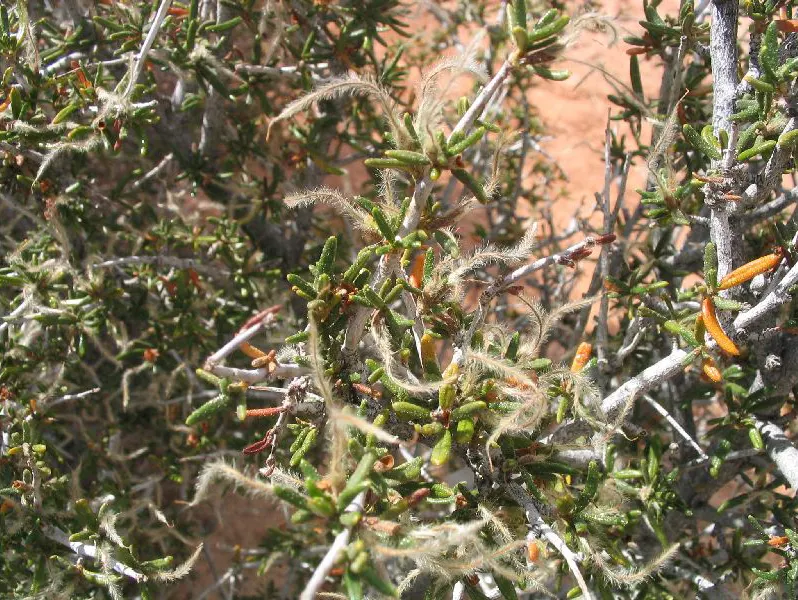 Curl-Leaf Mountain Mahogany (Cercocarpus Ledifolius) — Hardy, it's an excellent windbreak or naturalistic specimen in arid-region designs