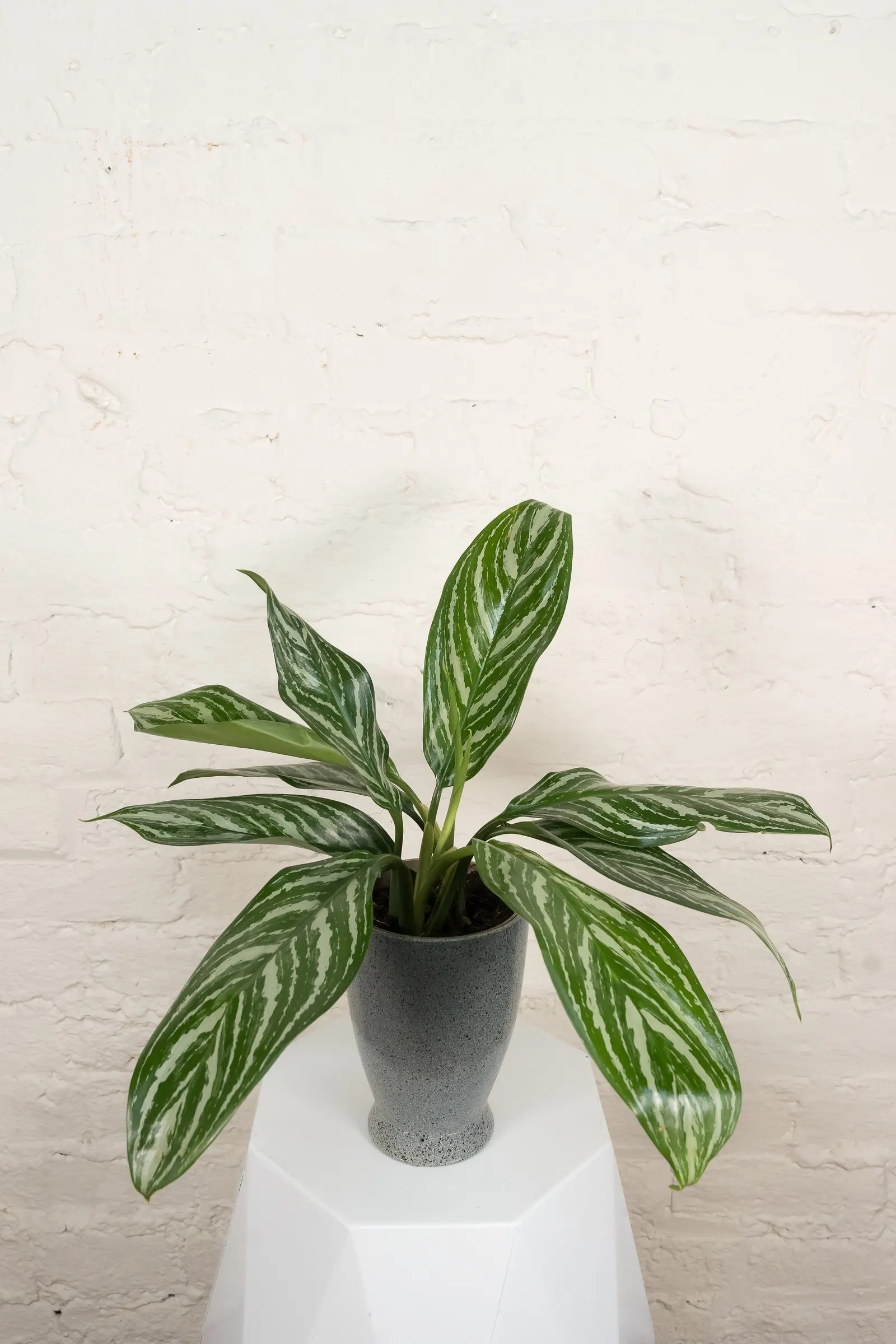 Crystal Vision™ Chinese Evergreen (Aglaonema x) — This Proven Winners® houseplant grows upright to about 8-14 inches tall