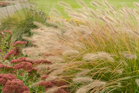 'Desert Plains' Fountain Grass (Pennisetum alopecuroides) — This ornamental grass grows best in rich; leave foliage standing through winter if desired, but cut