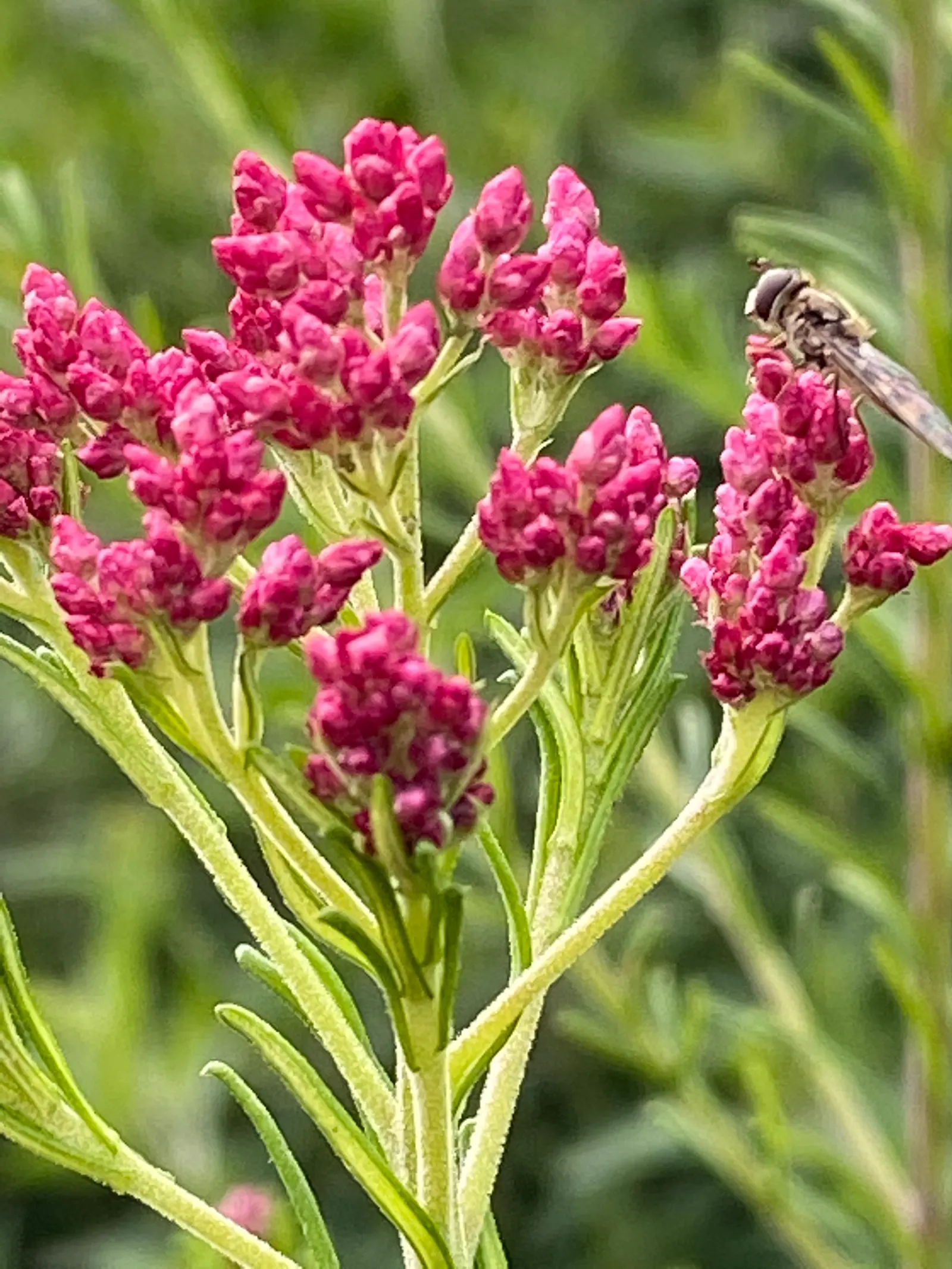 Pink Rice Flower (Ozothamnus Diosmifolius) — offering both year-round foliage interest and a spectacular bloom display