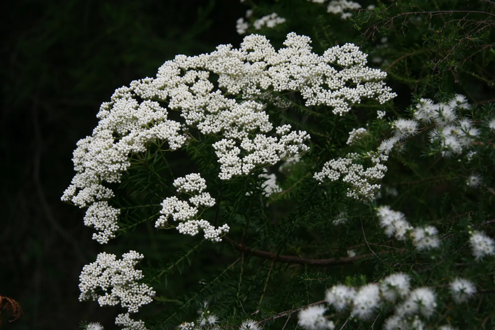 Pink Rice Flower (Ozothamnus Diosmifolius) — presents a charming addition to your landscape design